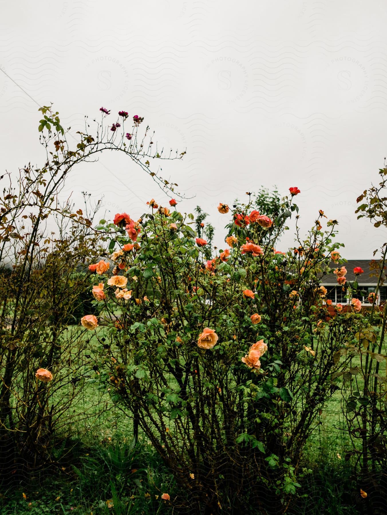 A small plant with orange flowers blossoms near a suburban house on a cloudy day surrounded by green grass and trees