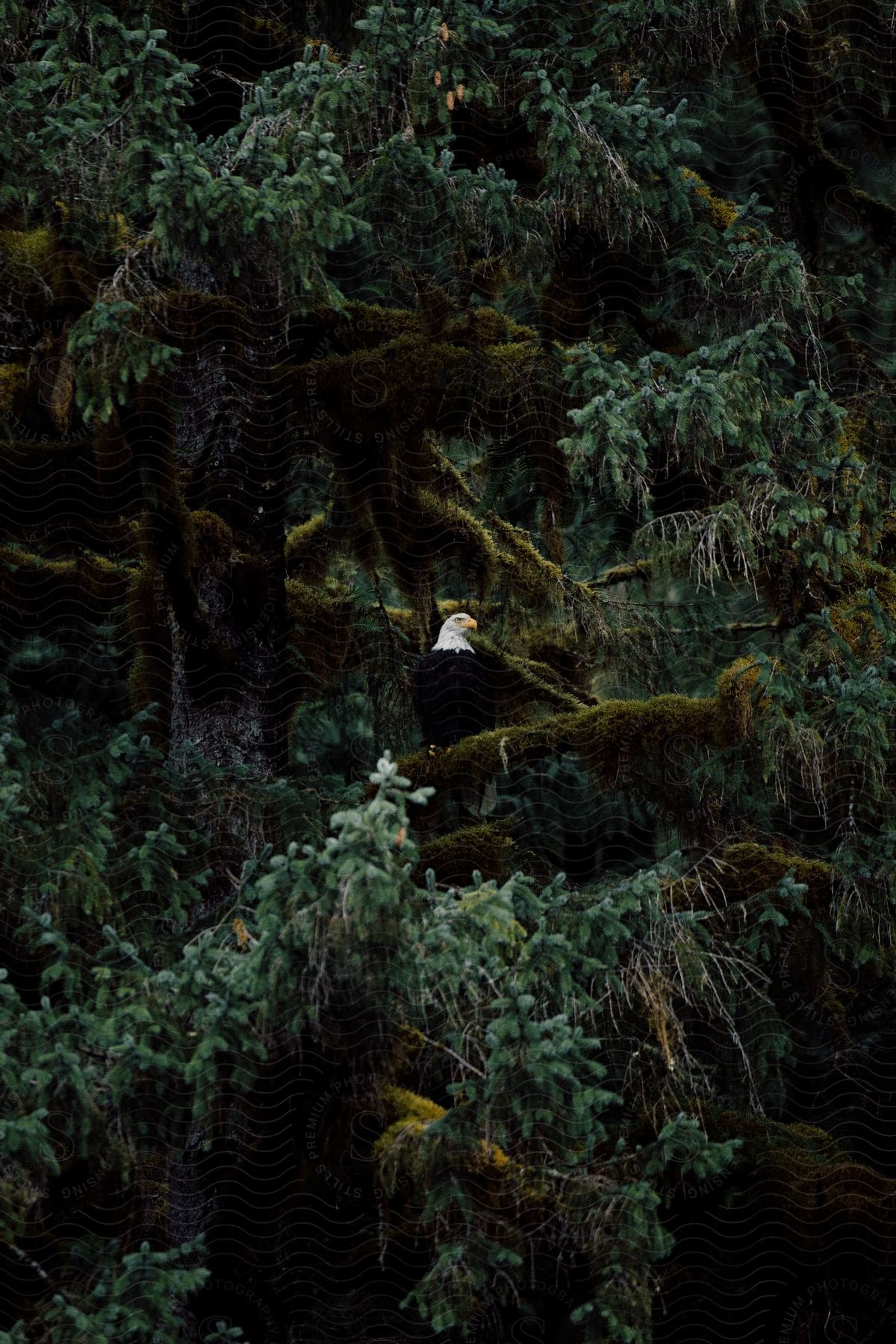 Eagle perched on a tree branch in a forest