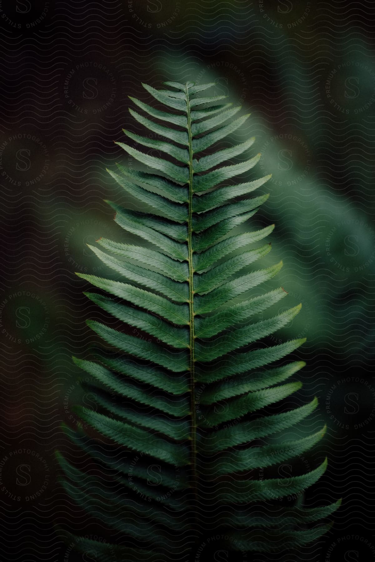 Stock photo of green leaves of a fern plant illuminated by light