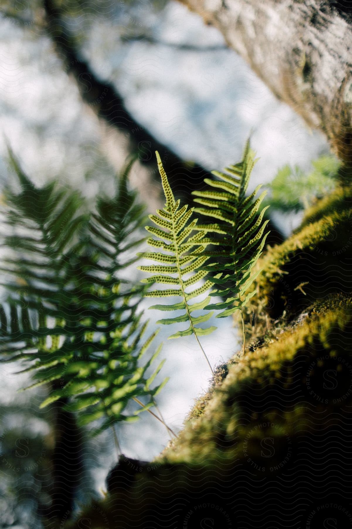 Lush rainforest with trees moss ferns and vegetation