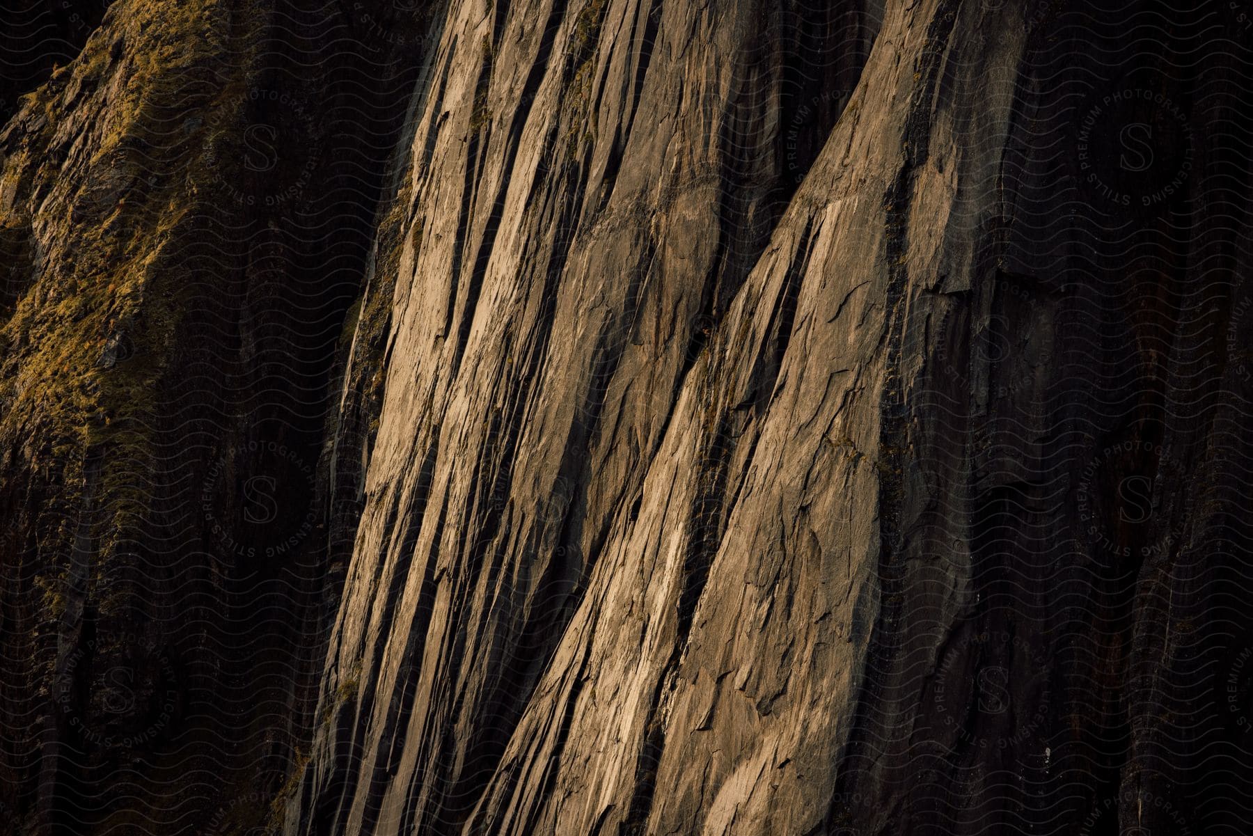 Stock photo of an old wood tree in the dark with light reflecting on it located outdoors at night time