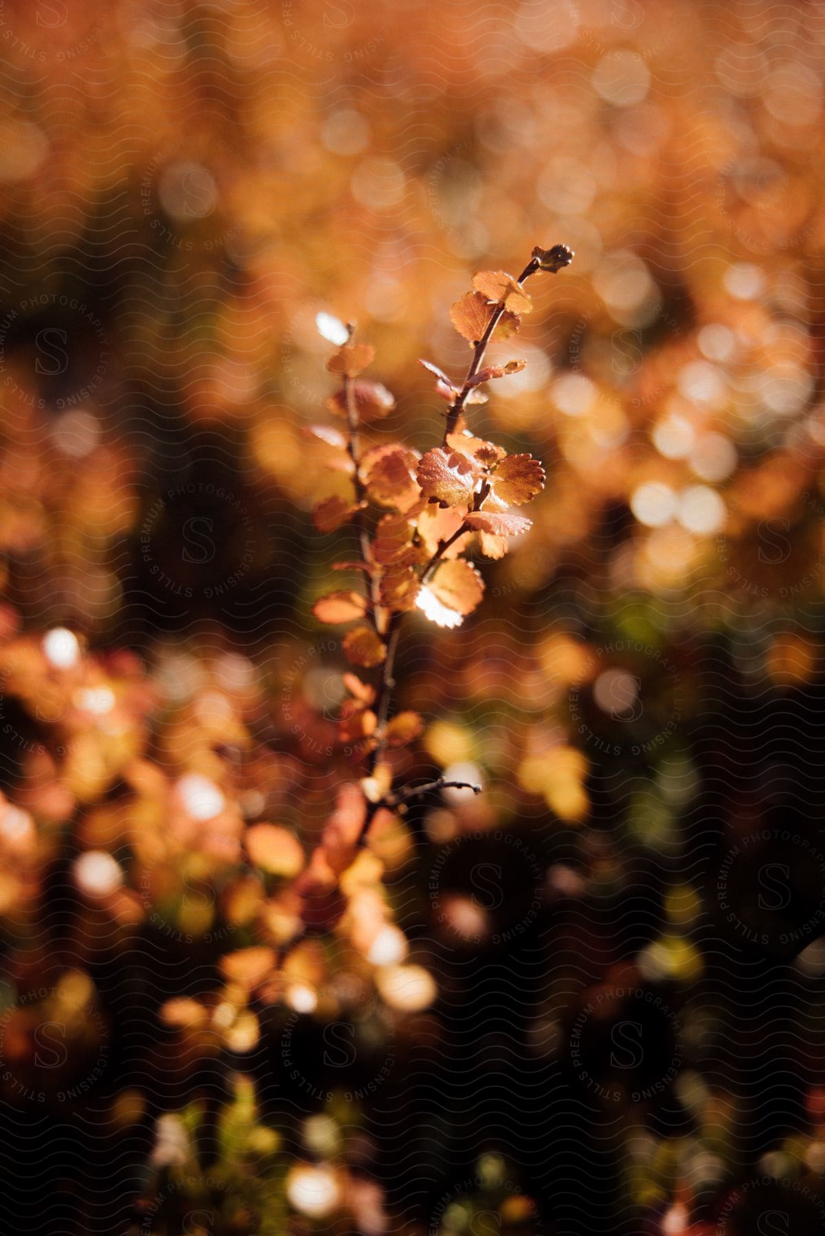 Small plant with leaves changing to autumn colors reaching for the sun in swedish lapland