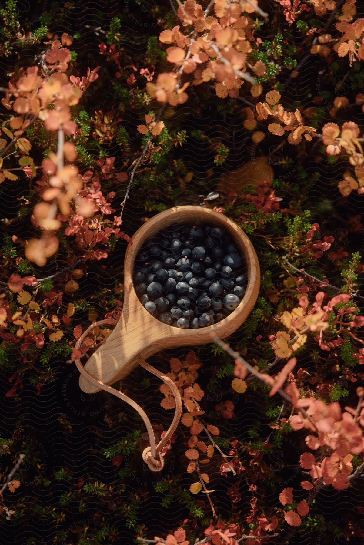 Blueberries in a wooden container outdoors in foliage