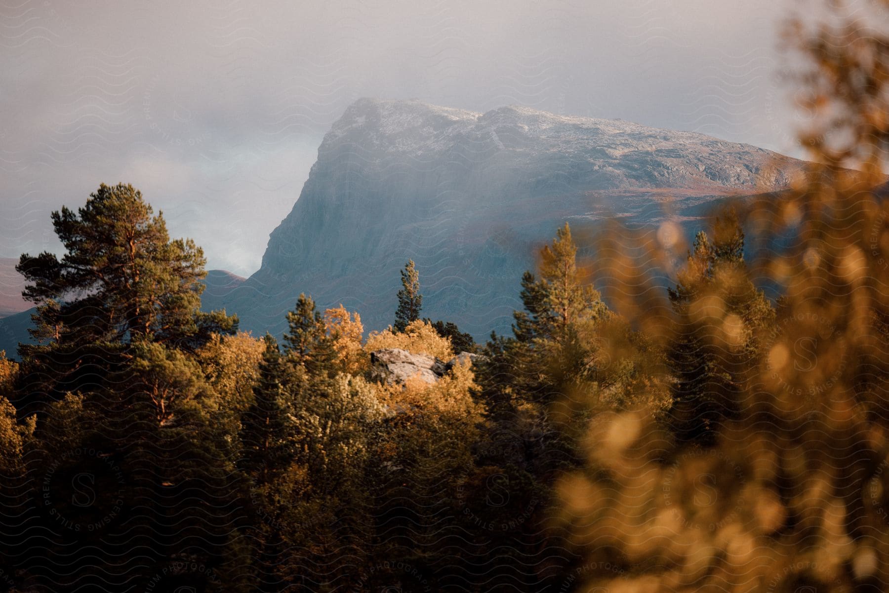 Seasonal change on display as trees transition to fall colors with a snowy mountain peak