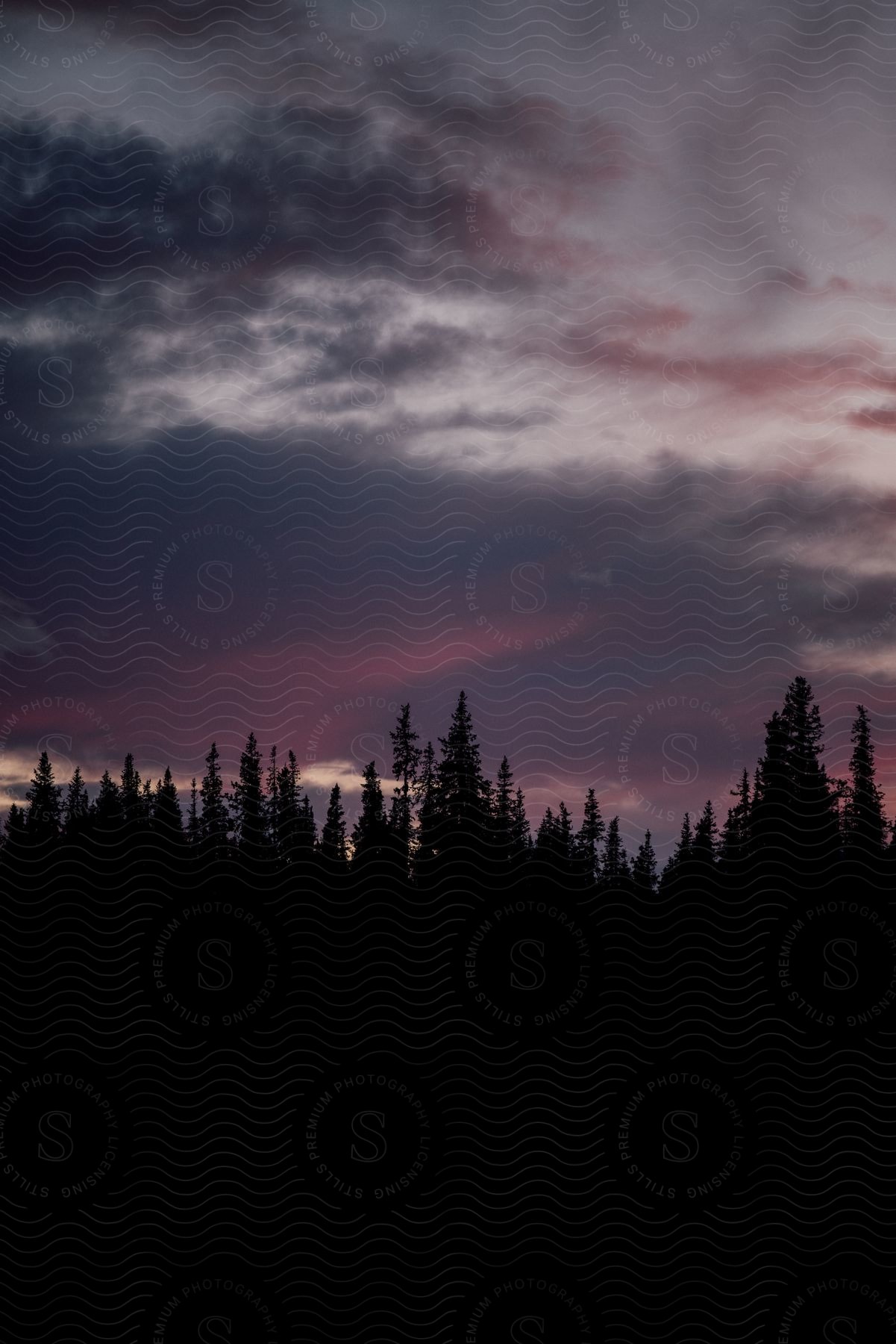 A cloudy nighttime forest scene in sweden