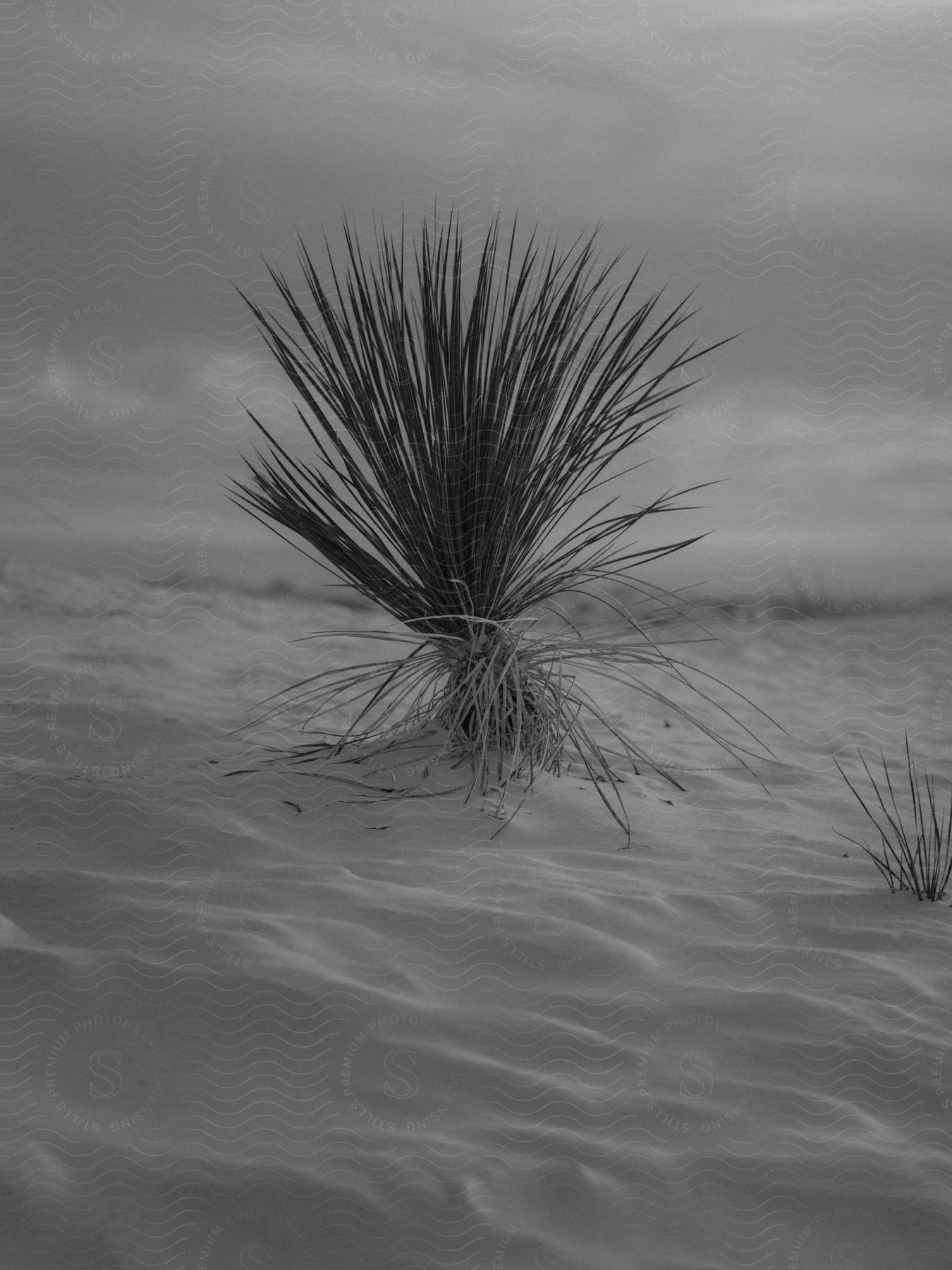 A serene scene of a calm sea with ripples and reeds under a cloudy sky