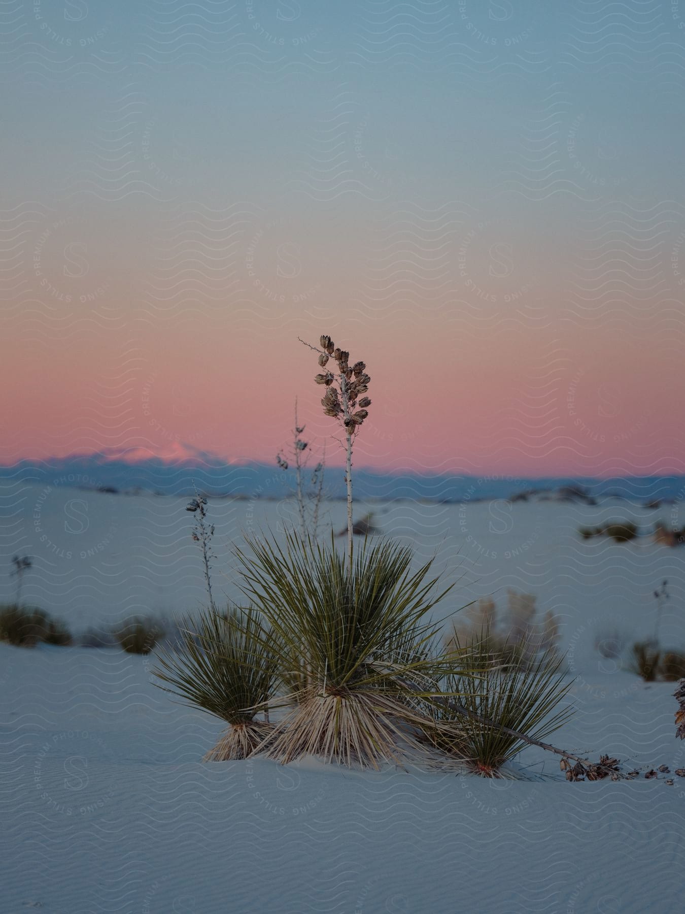 A desert plant stands in the middle of the desert with a sunset in the background