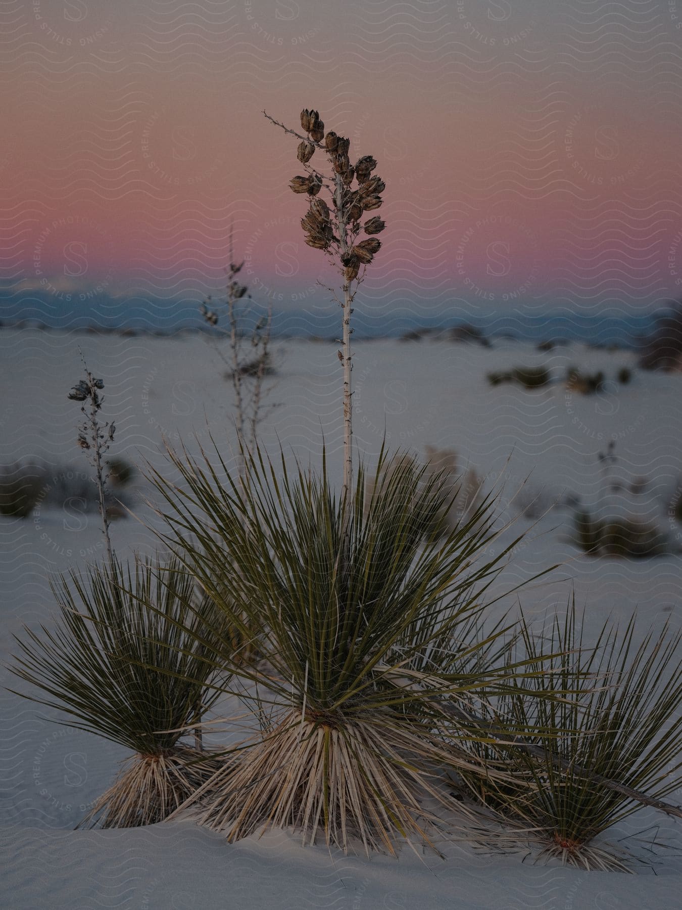 Close up of a soaptree yucca standing in the white sand at white sands national park in new mexico