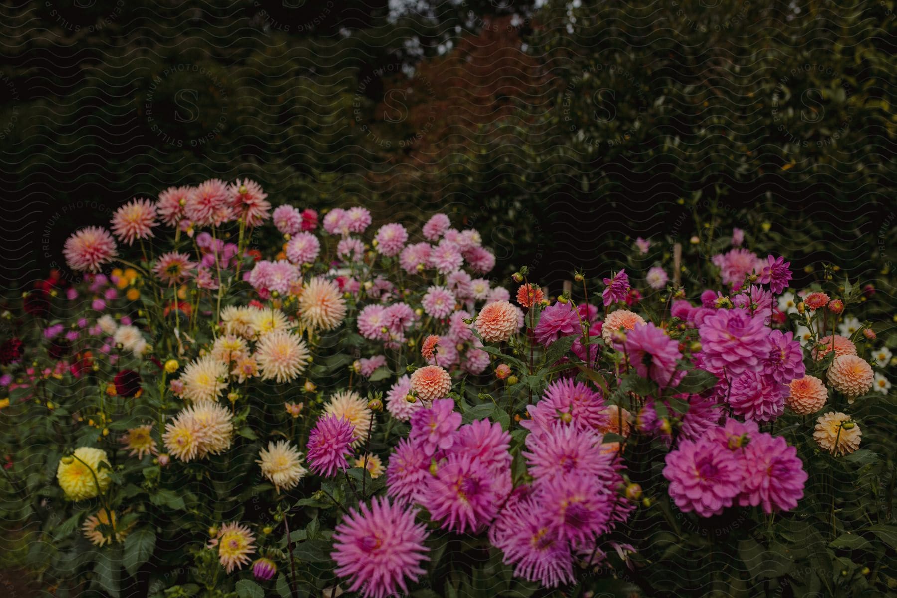 Bed of different colored chrysanthemums outside