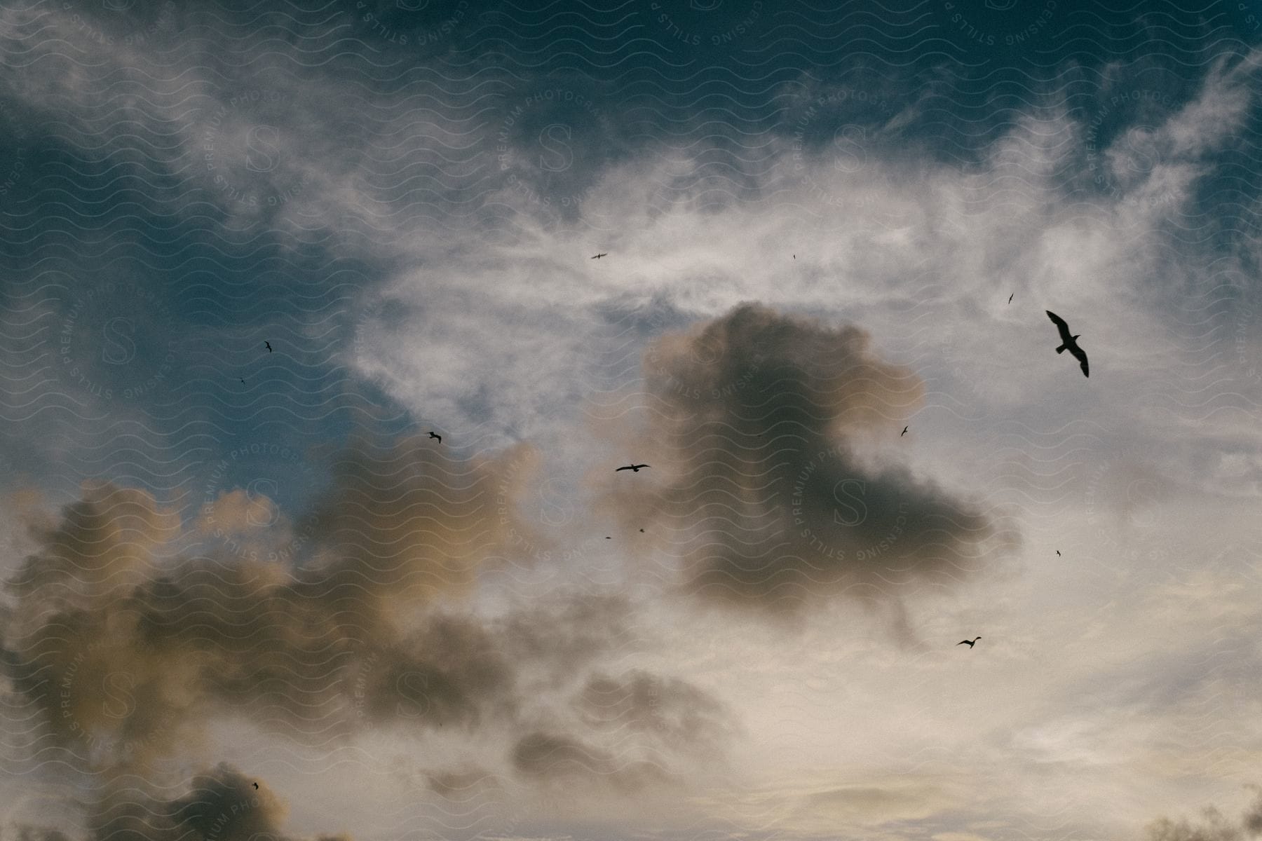 Birds flying under a cloudy sky