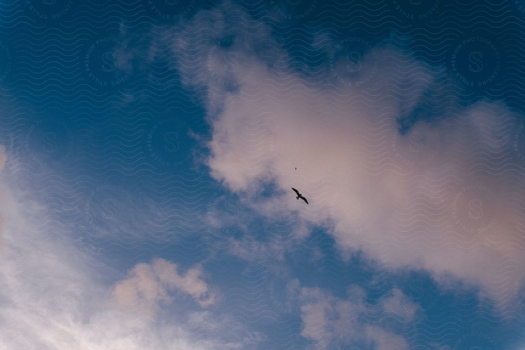 A bird flying in the sky