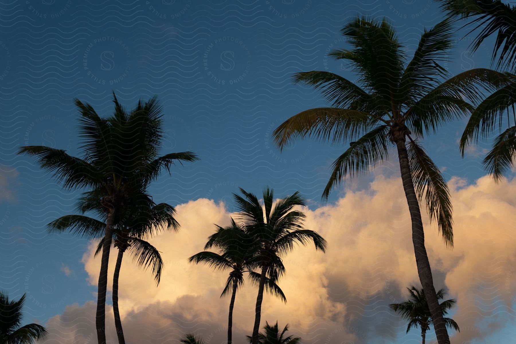 Palm trees grouped together with fluffy white clouds in the sky behind them