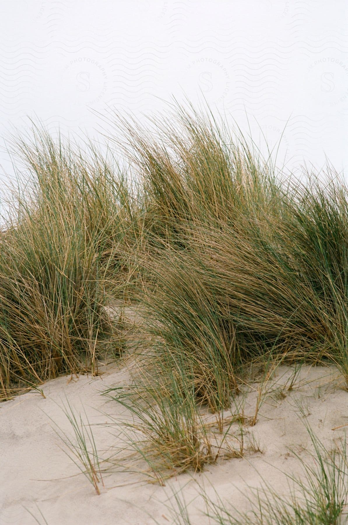 Grass growing in sandy dunes in the netherlands