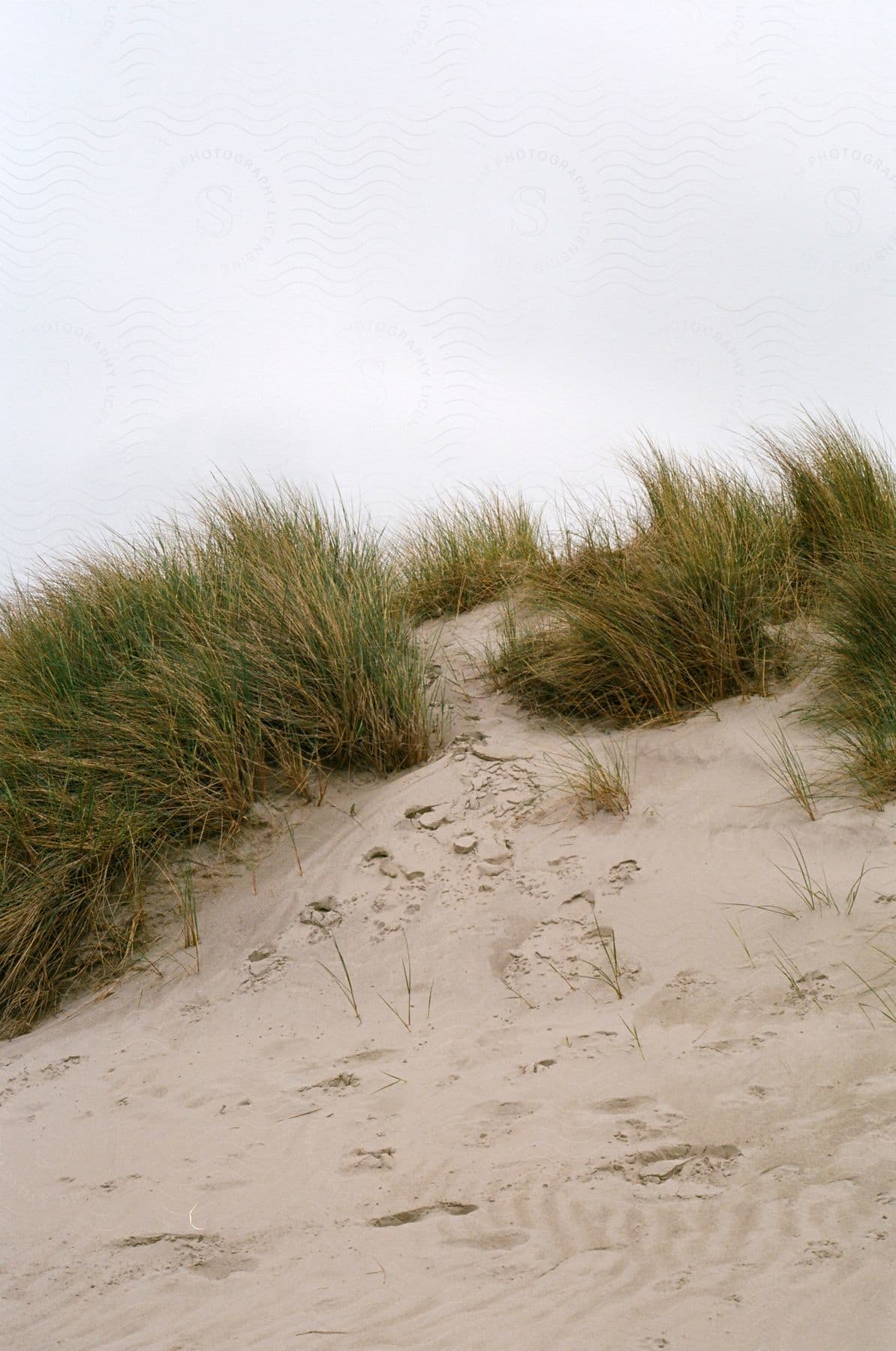 A serene natural landscape with sandy dunes and grassy areas under a clear sky