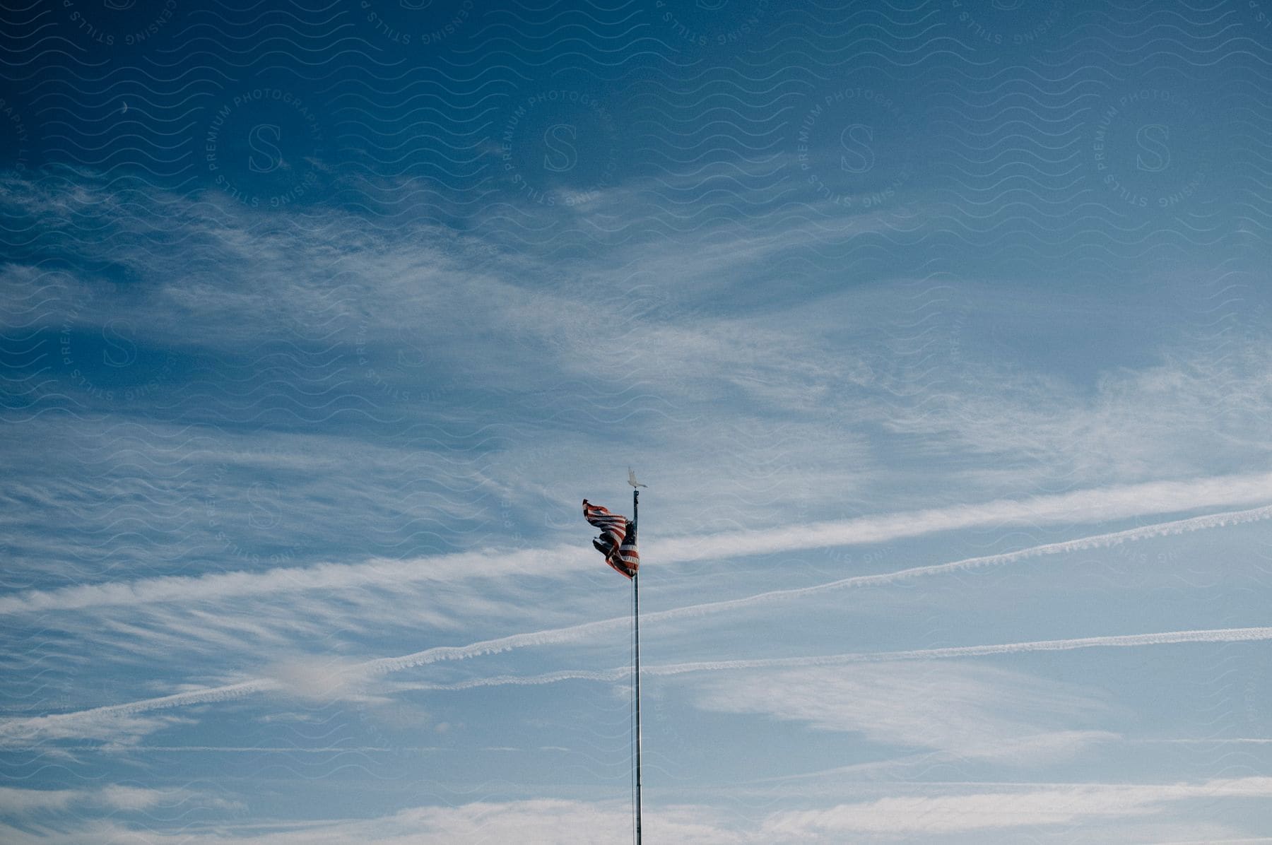 Bird perches on flagpole against a flapping american flag