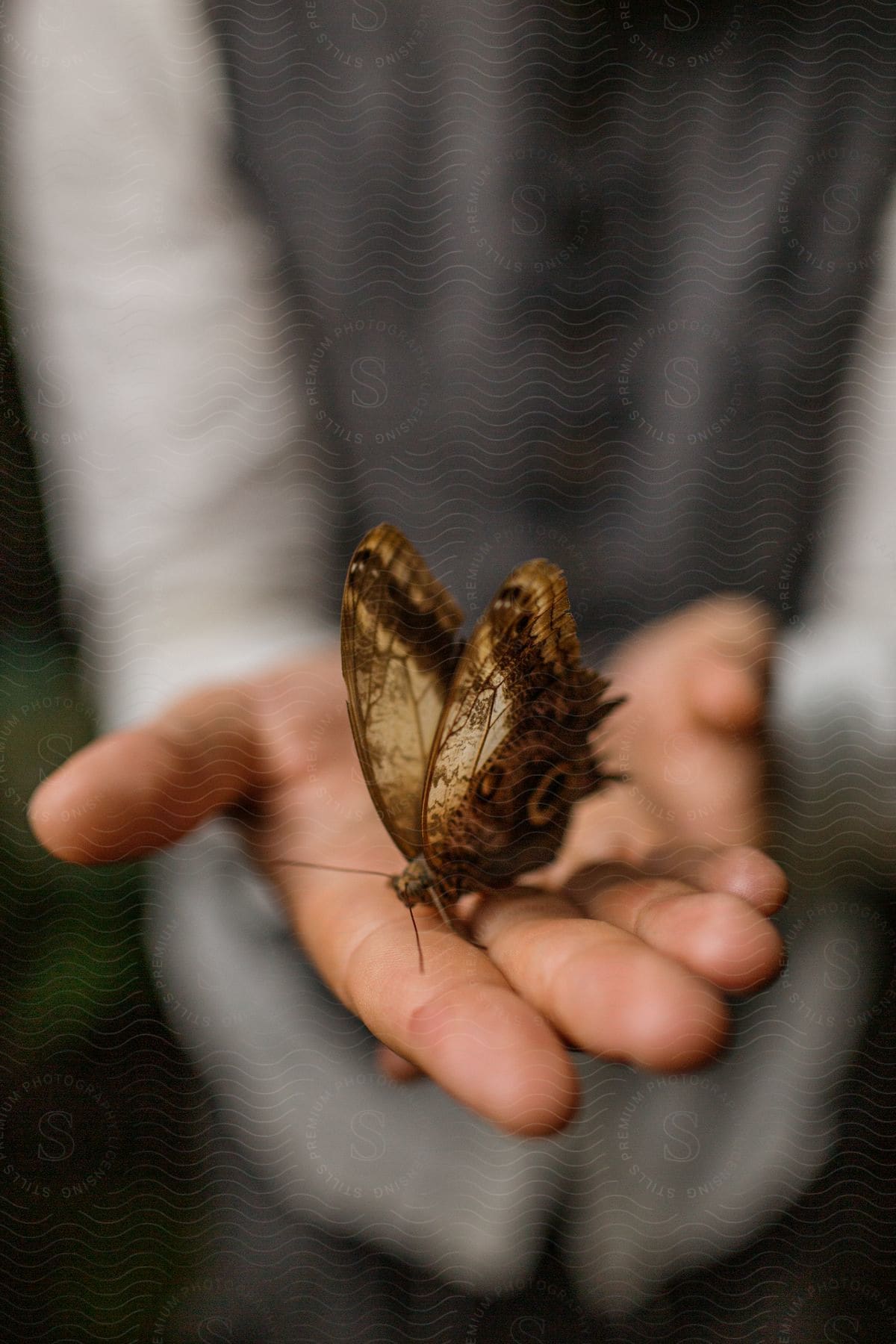 Man holding a butterfly on his palm