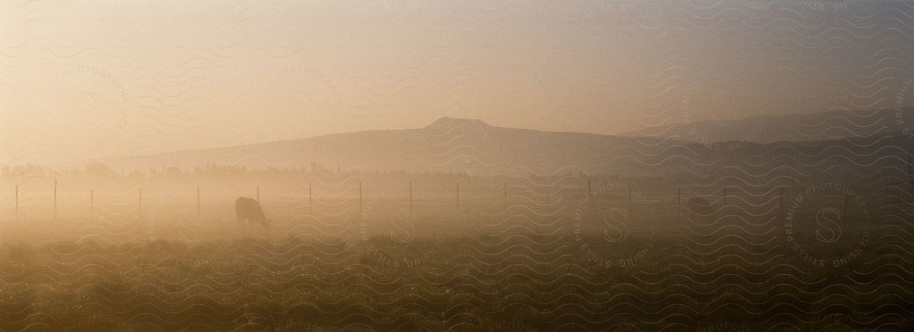 Cows graze in a dusty field in mexico city at dusk with a mountainous landscape and a misty sky in the background