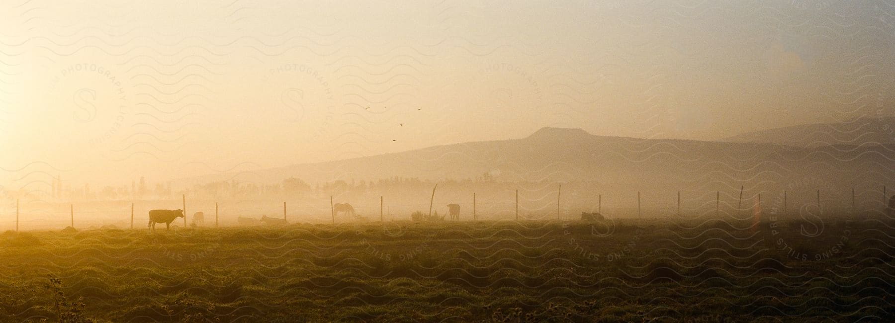 Farm animals grazing on a dusty pasture in mexico city