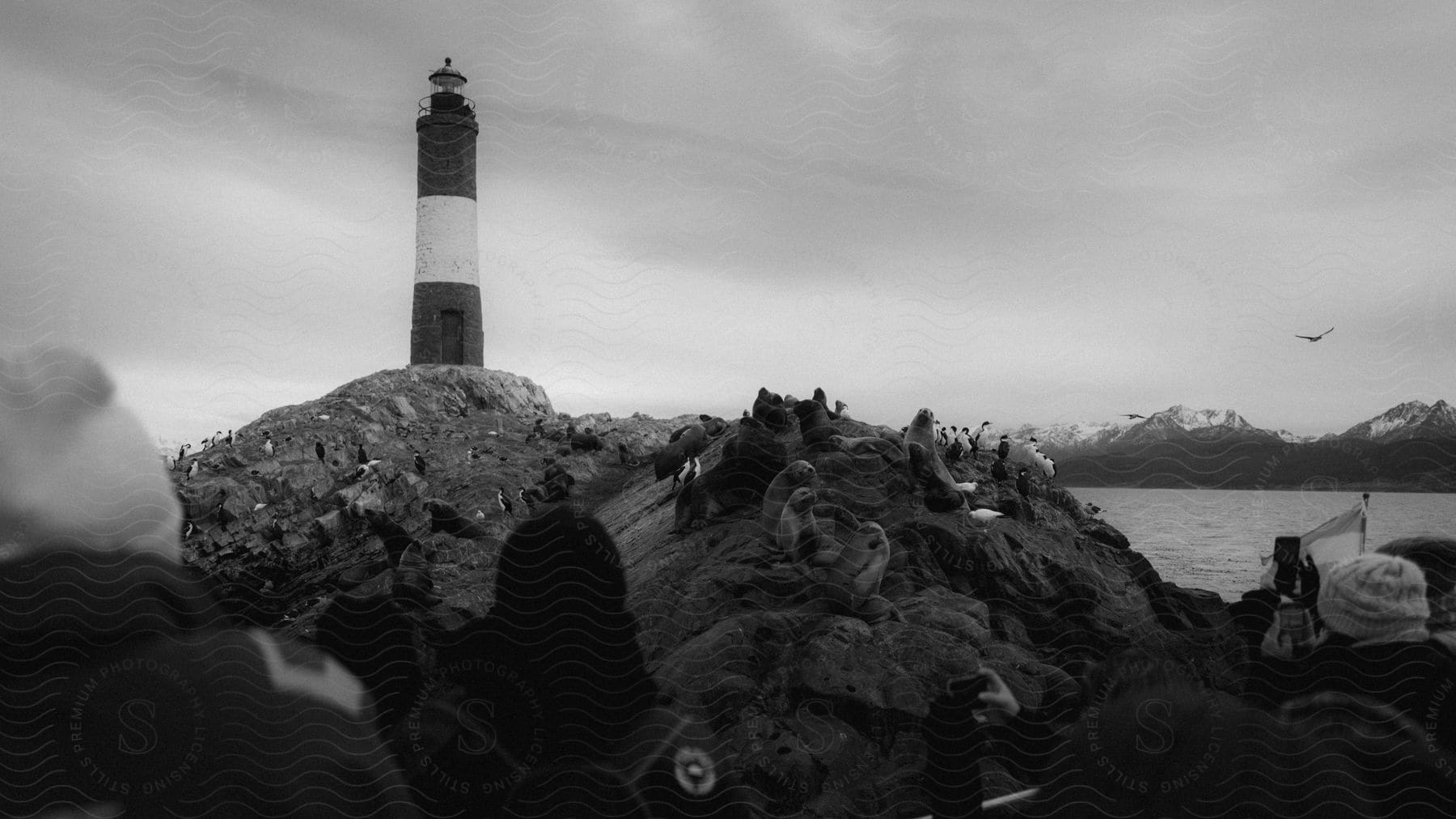 Tourists taking pictures of sea lions near a lighthouse by the sea