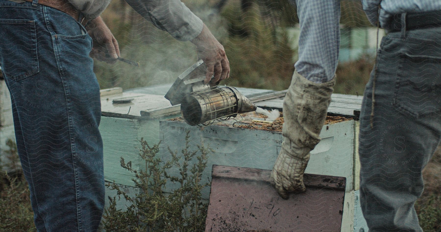 Two men are spraying their bee colony with a smoke gun.