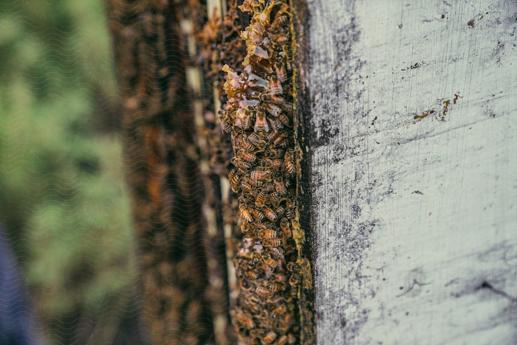 Bees clustering on the edge of a wooden beehive.