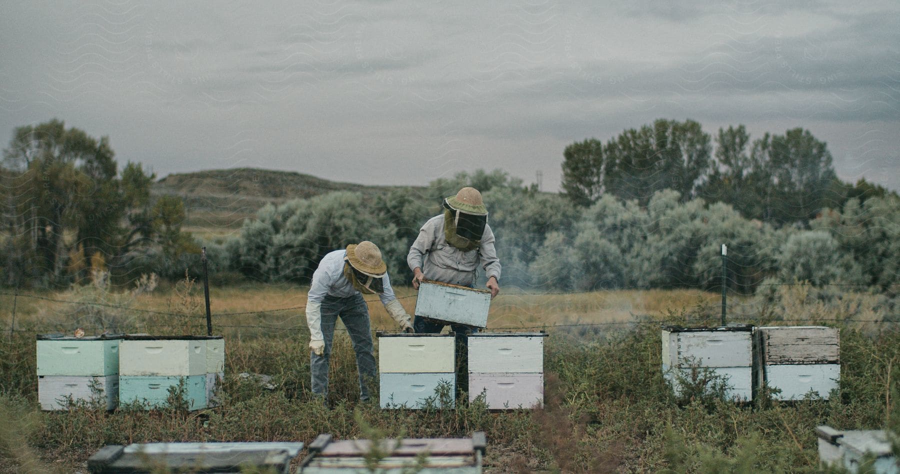 Beekeepers inspect and manage hives in a rural apiary at dusk, with overcast skies and a backdrop of lush greenery.