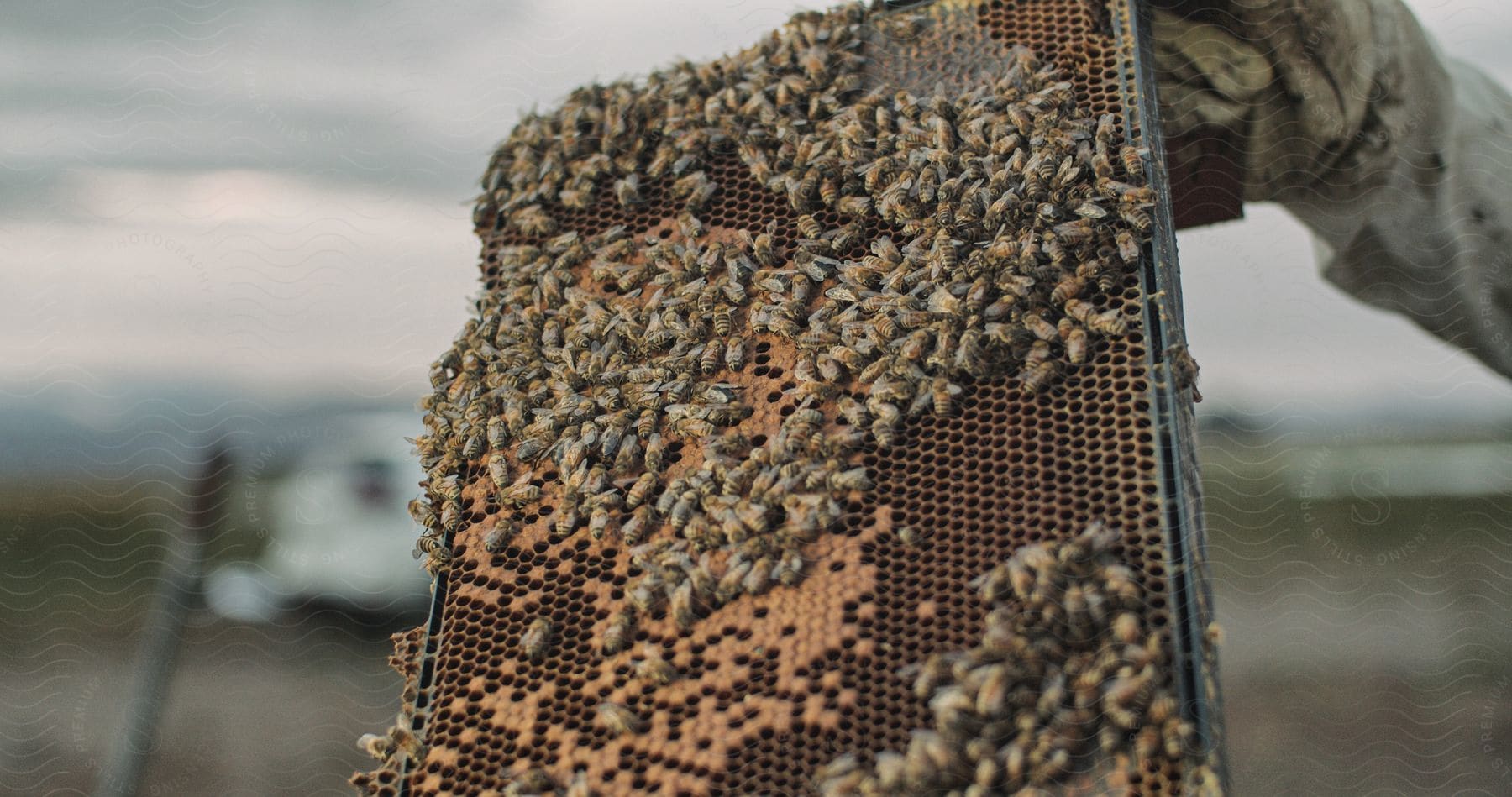 A wooden beehive with honeycomb inside