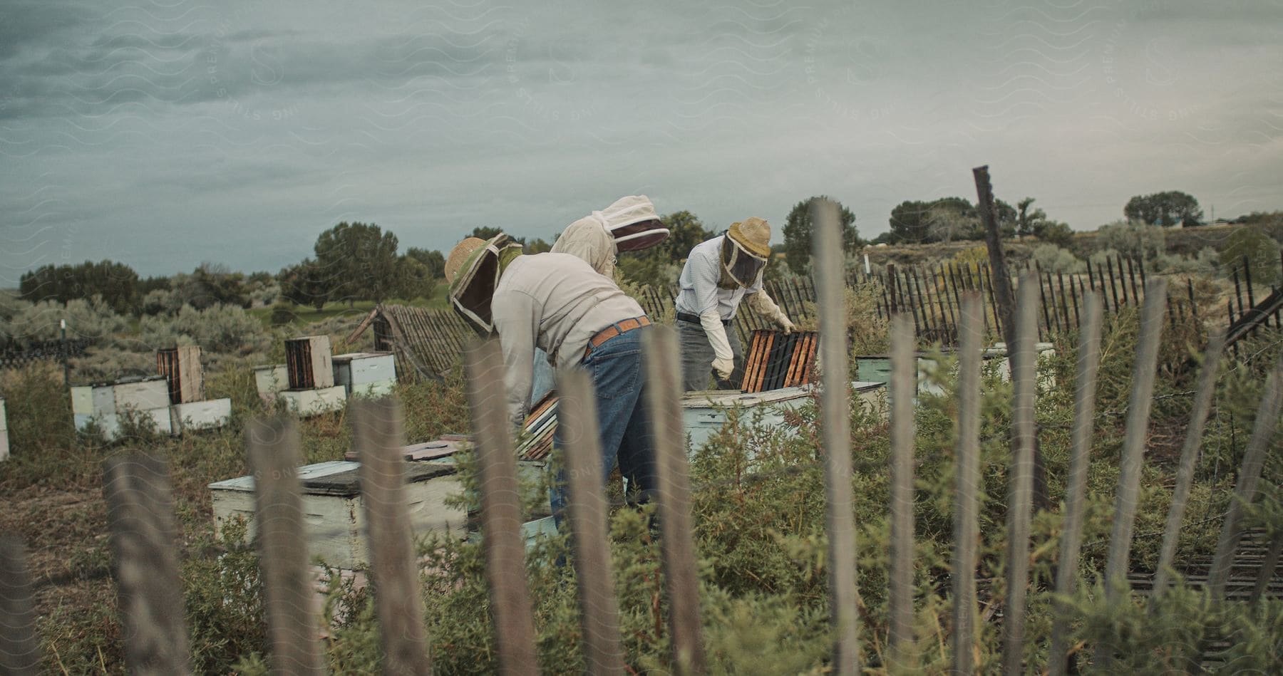 Three people in a yard determinedly harvesting honey from bees with a cloudy sky and wooden fence