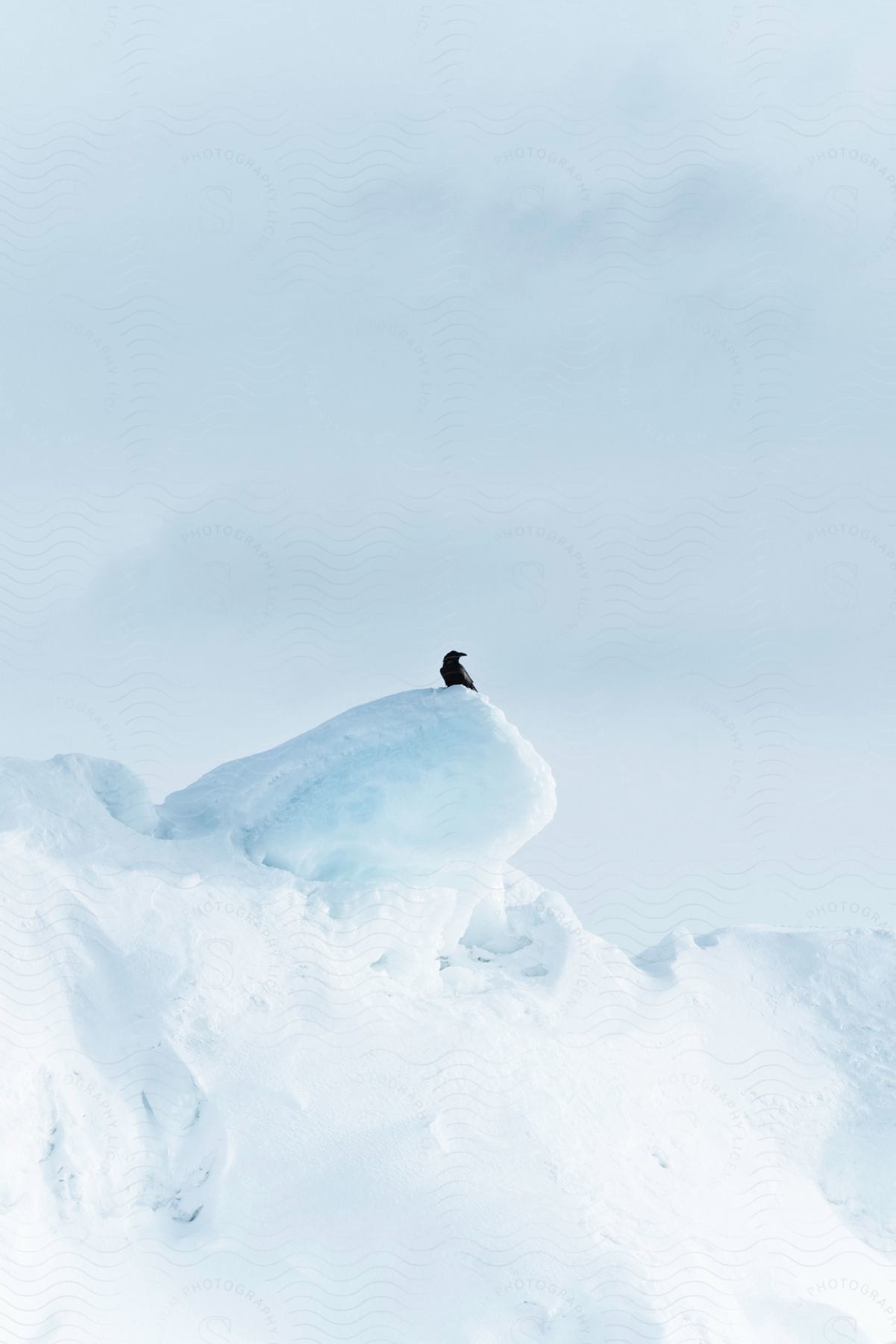 Black bird perches on snowy outcropping on top of slope in winter.