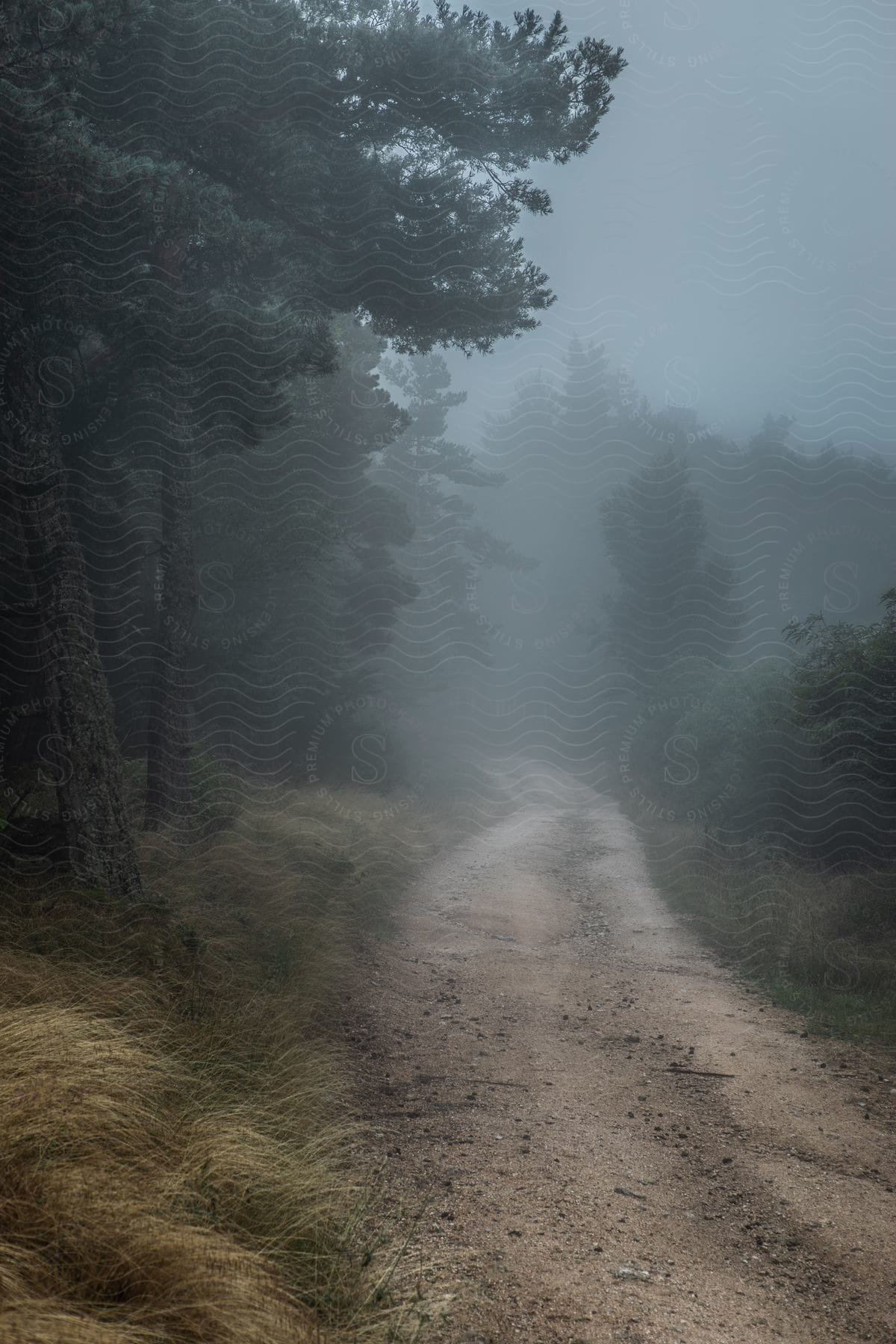 A dirt road leading into a foggy forest