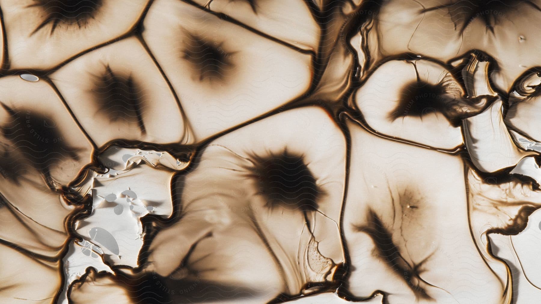 Close up of abstract brown cells texture