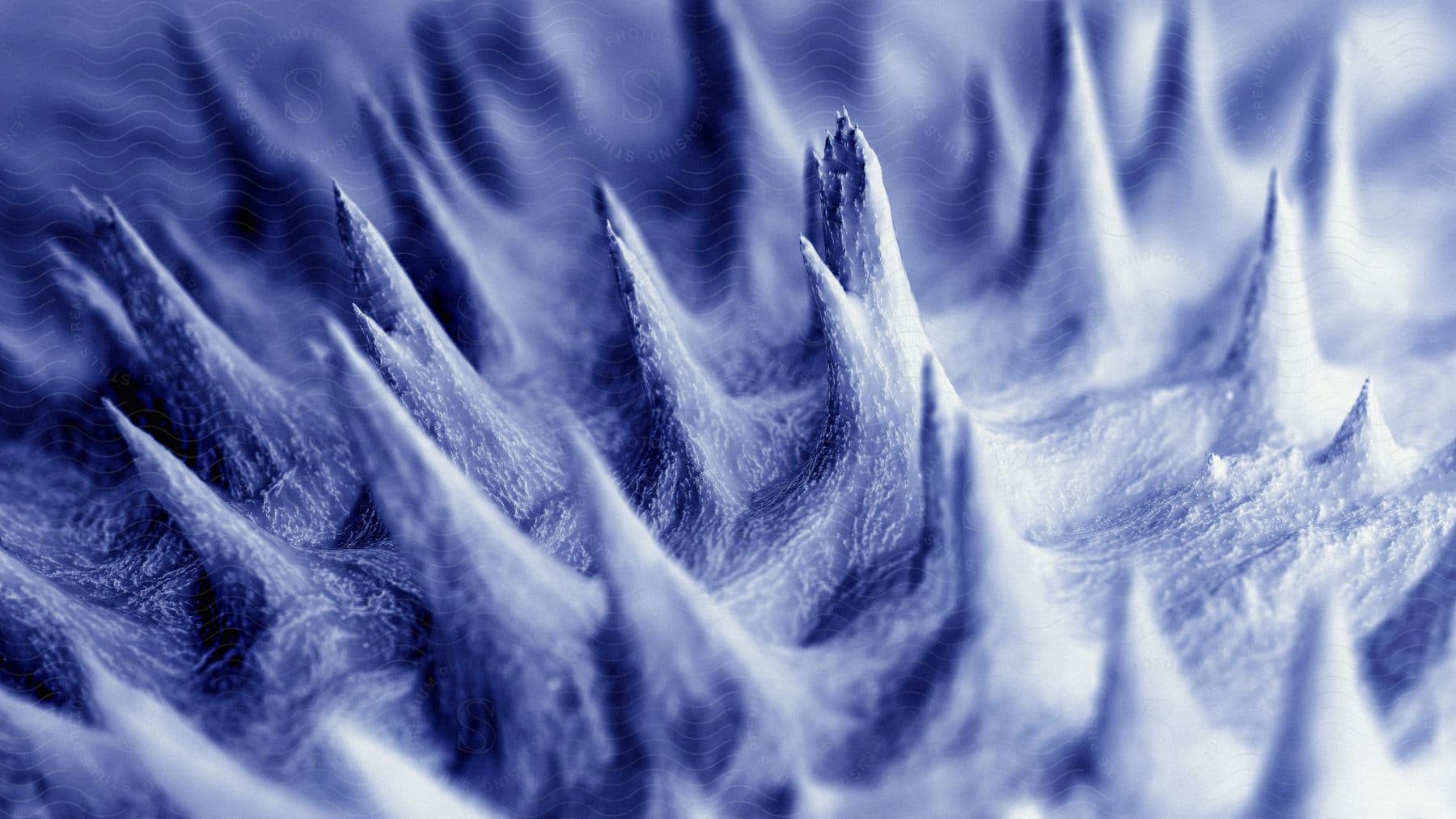 close-up of a plant with sharp thorns