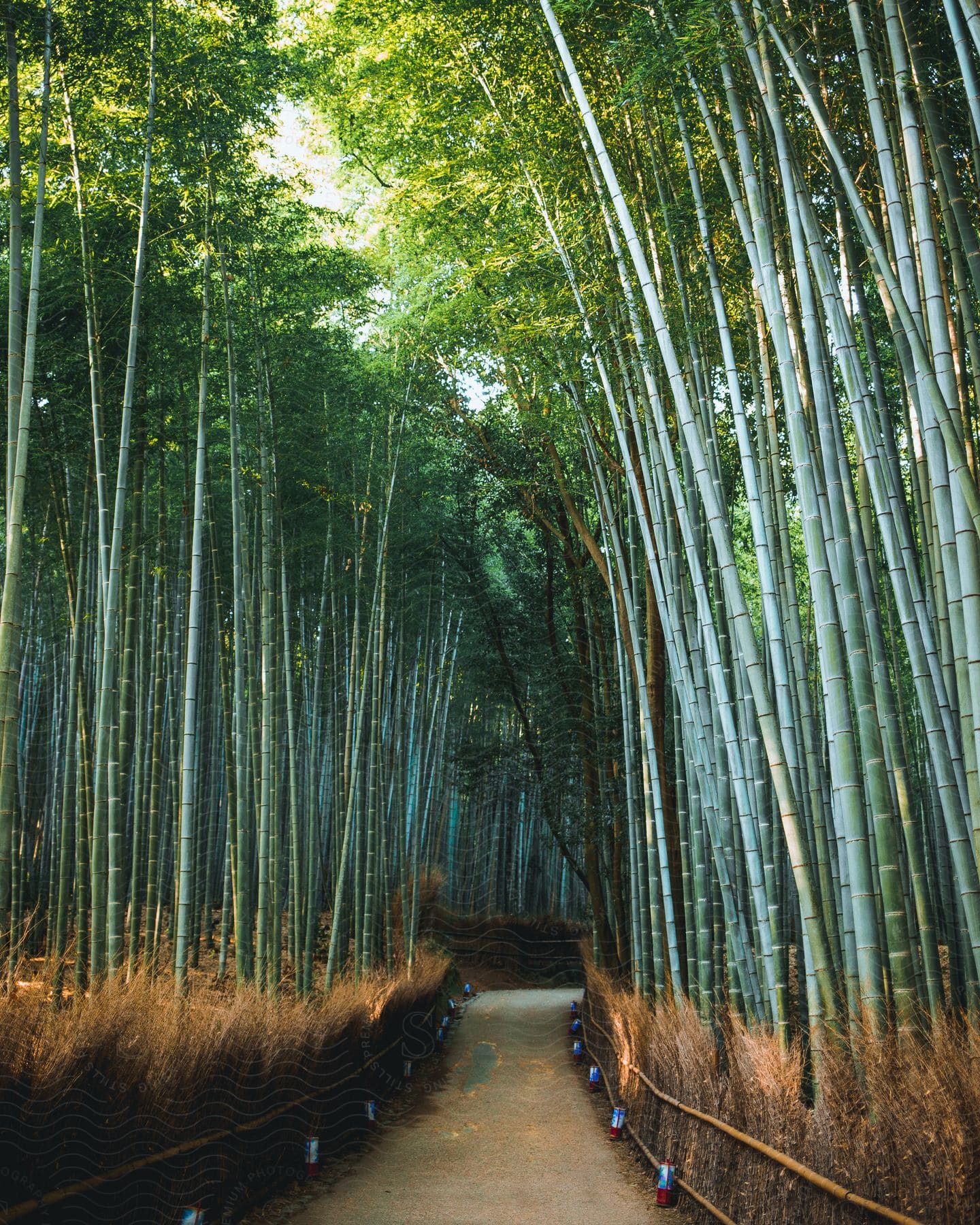 A narrow land with tall green trees covering the sky during the day