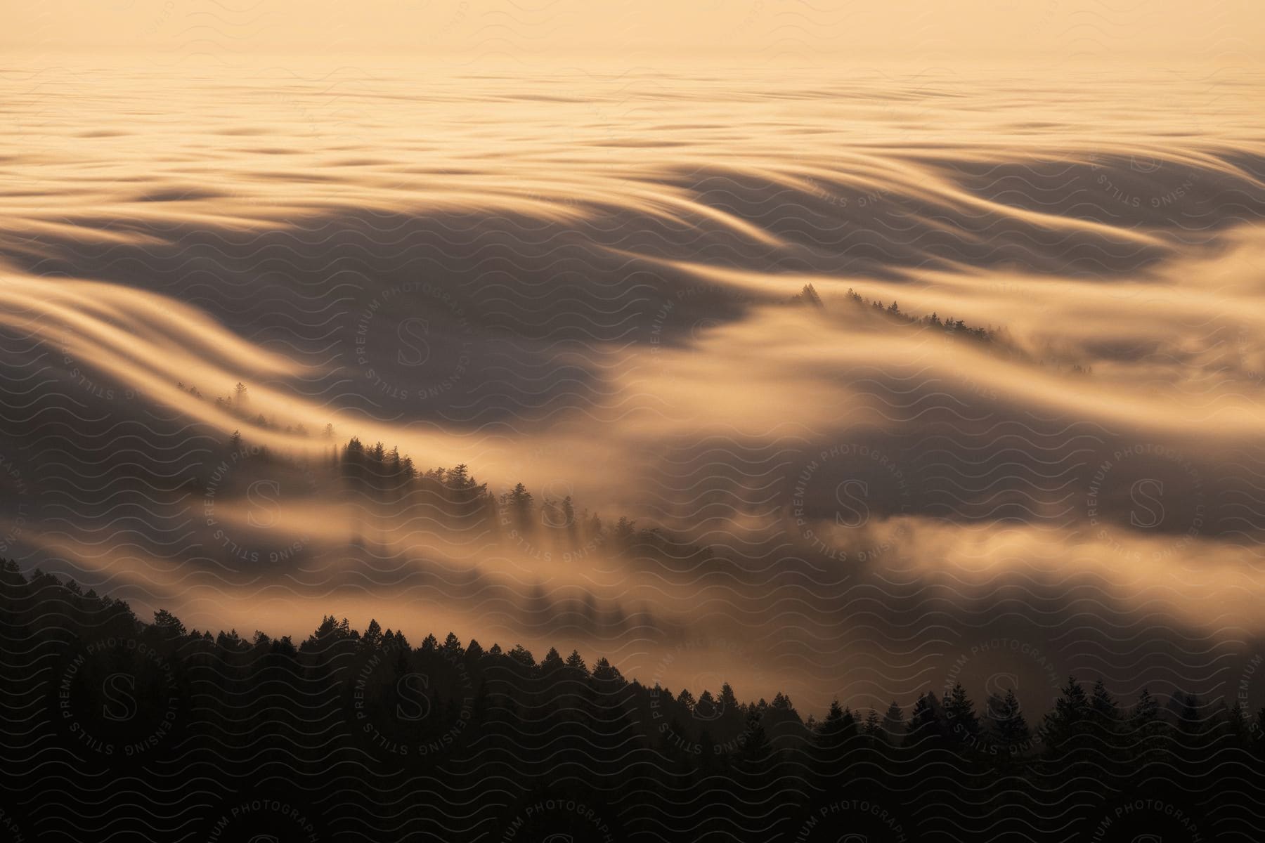 A forest with pine trees and thick fog