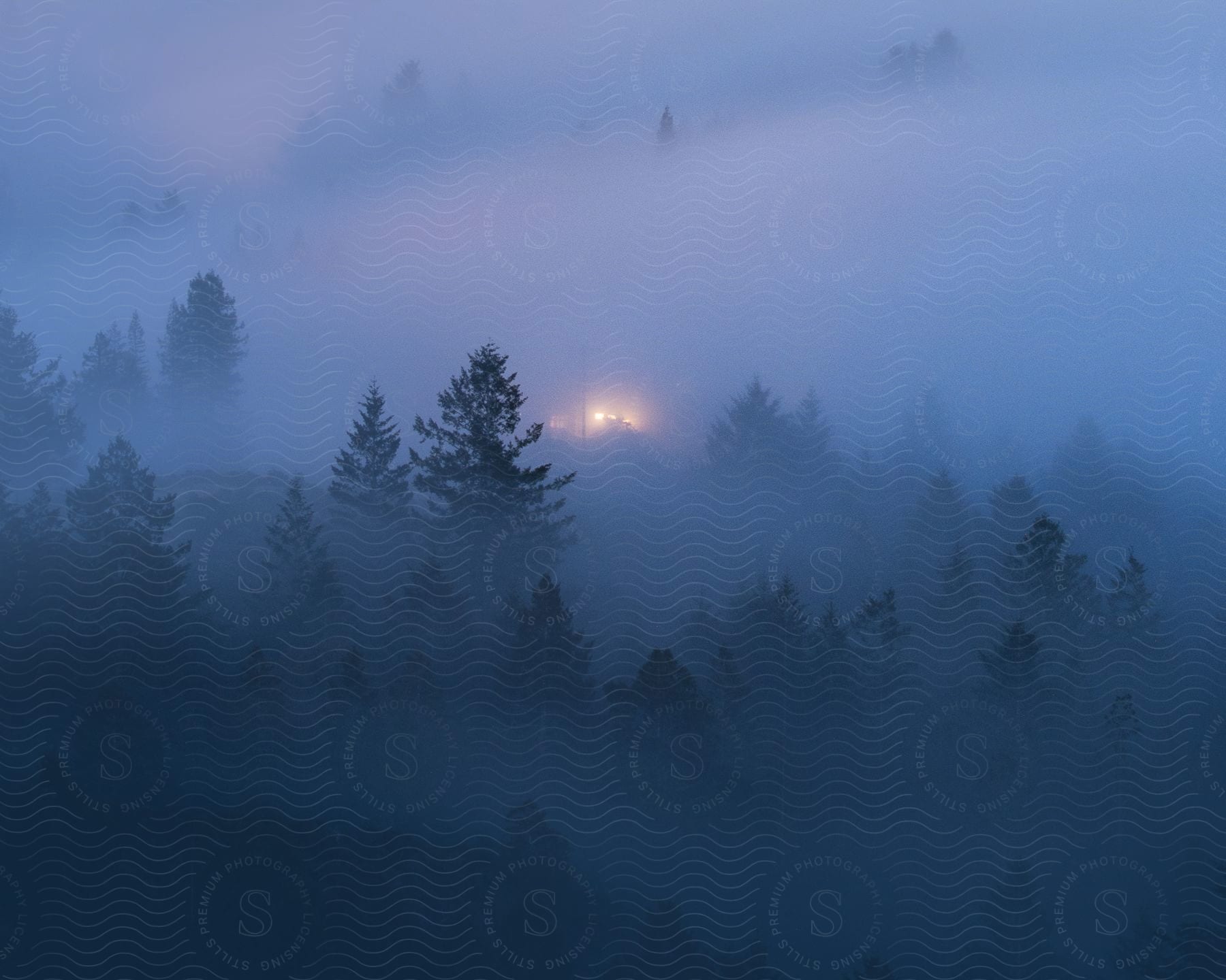 Heavy fog settles over the woods in this eerie nature scene at dusk