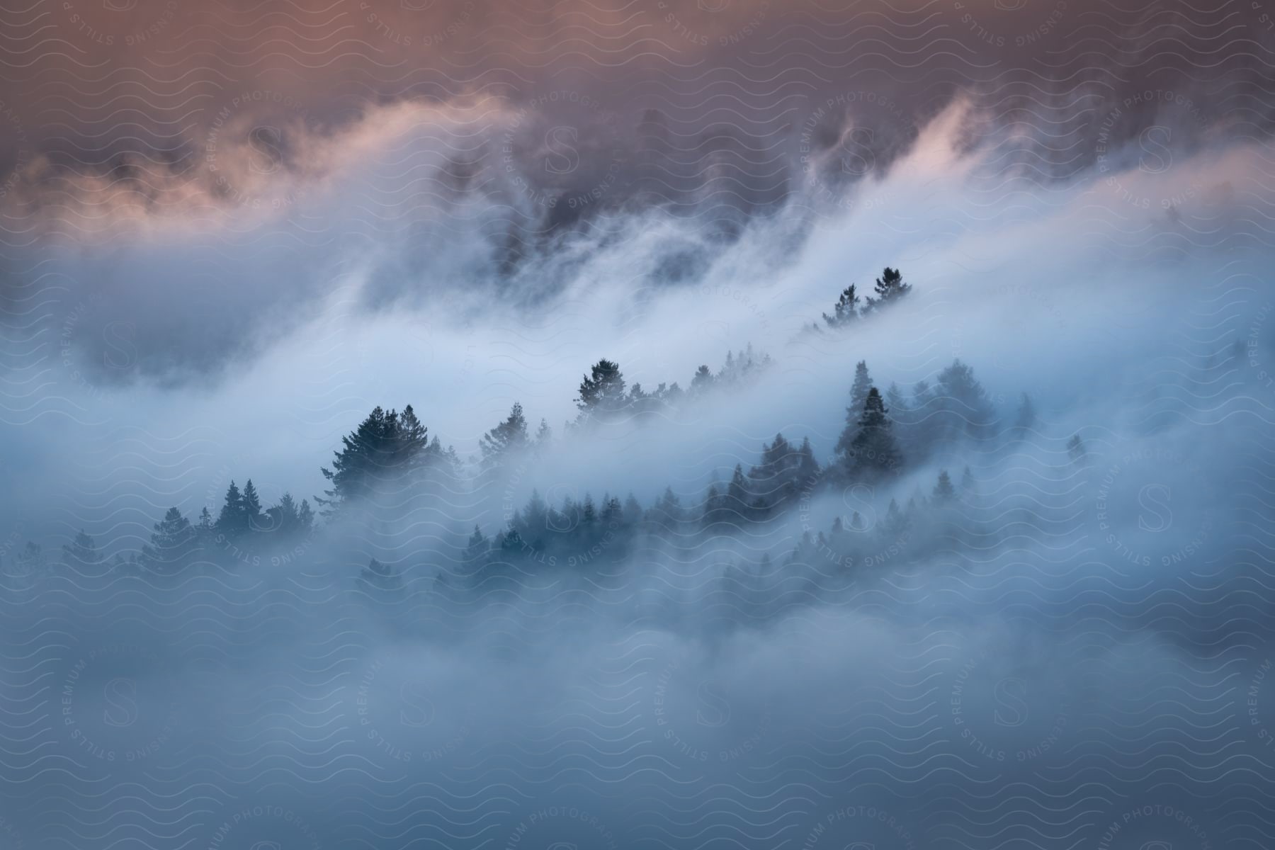 A foggy landscape of a forest with trees in a neutral emotionless atmosphere