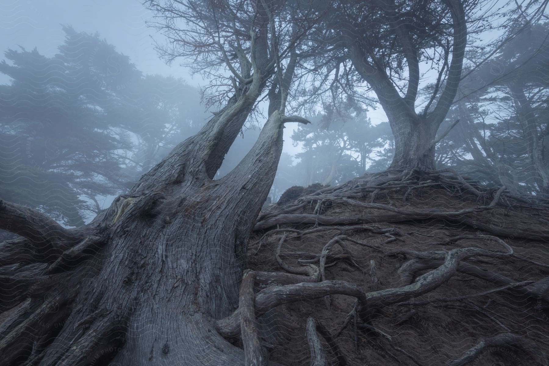 Foggy forest with eerie boarshaped tree emerging from the ground