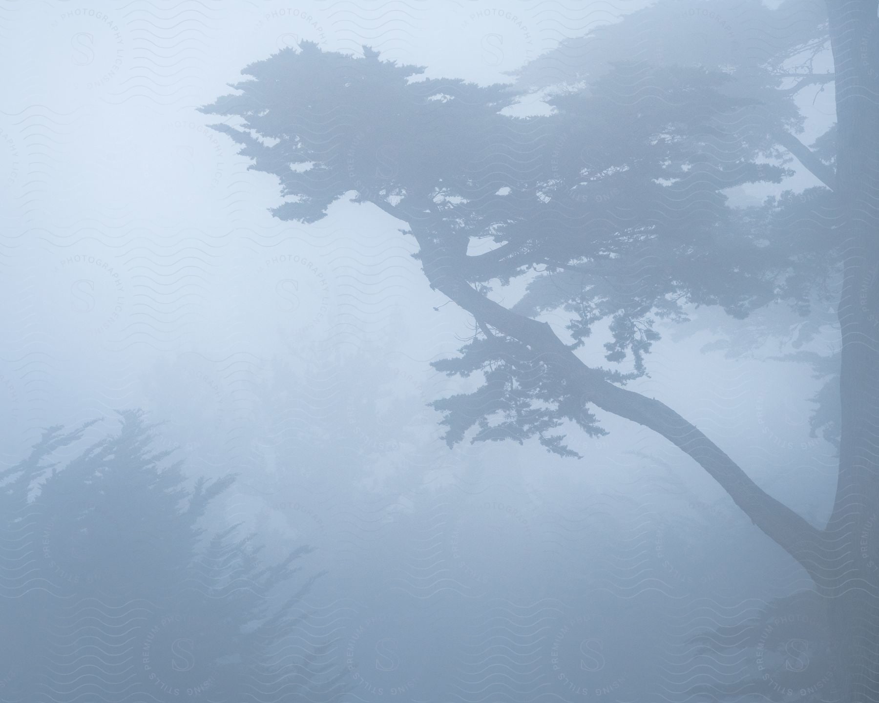 A foggy forest with trees and mist