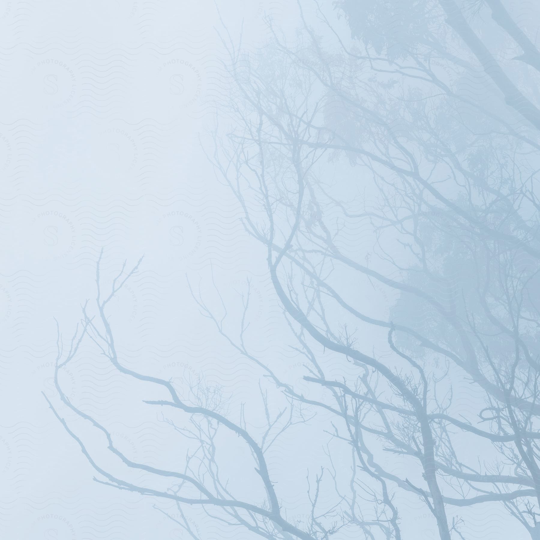 Landscape of dry trees in heavy fog