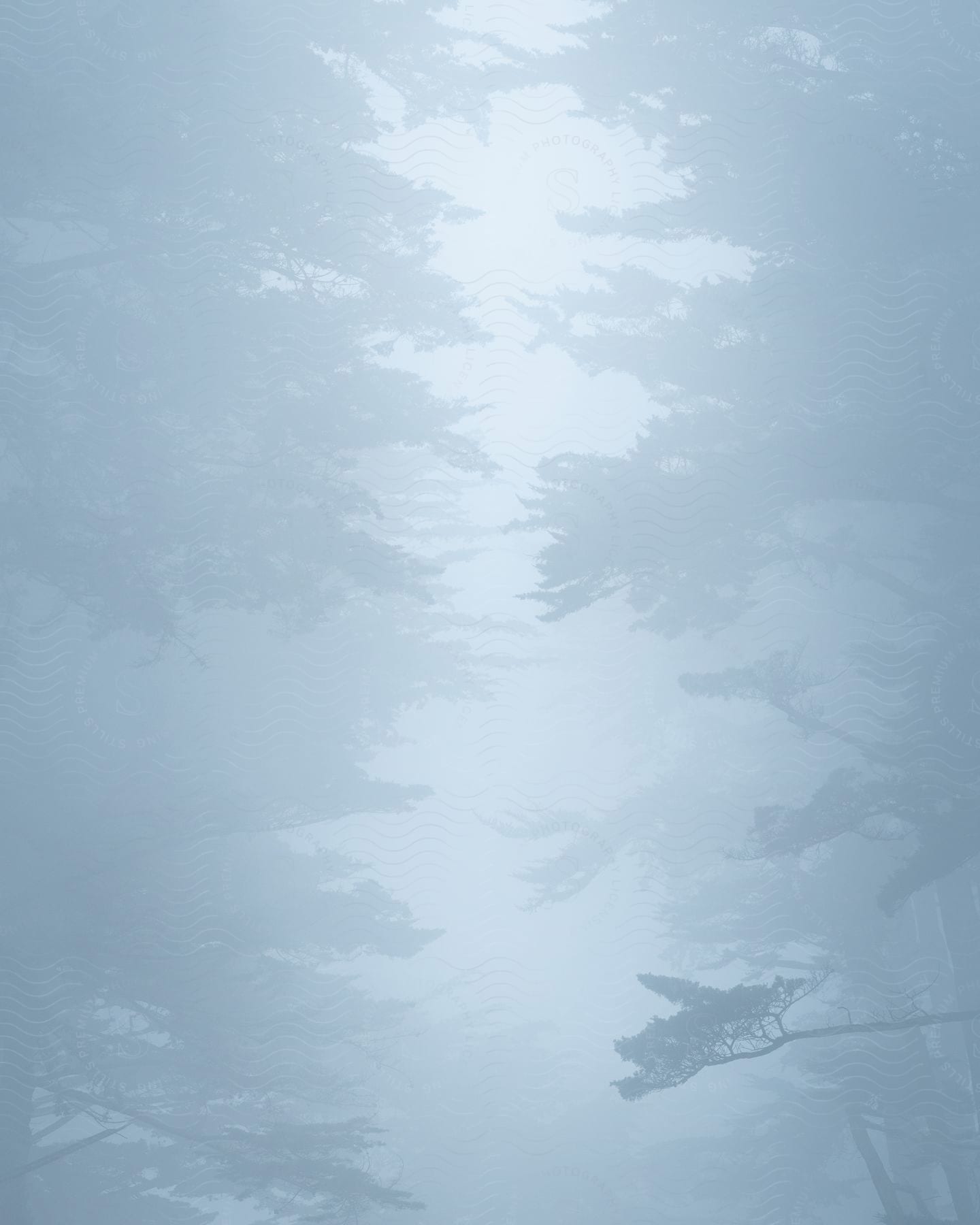 Forest engulfed in mystical fog creating an ambiance of tranquility and secrecy