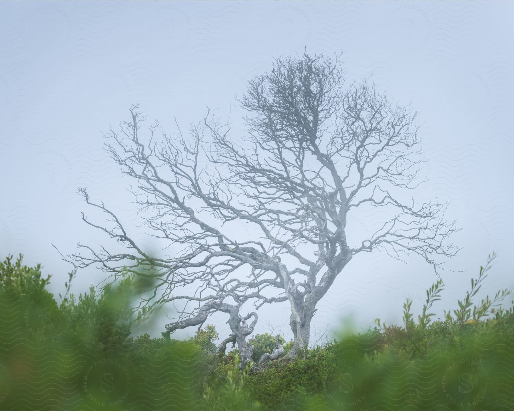 Blurred Lens Captures A Dead Tree While Wind Blows Greenery On The Ground In Foggy San Francisco Woods