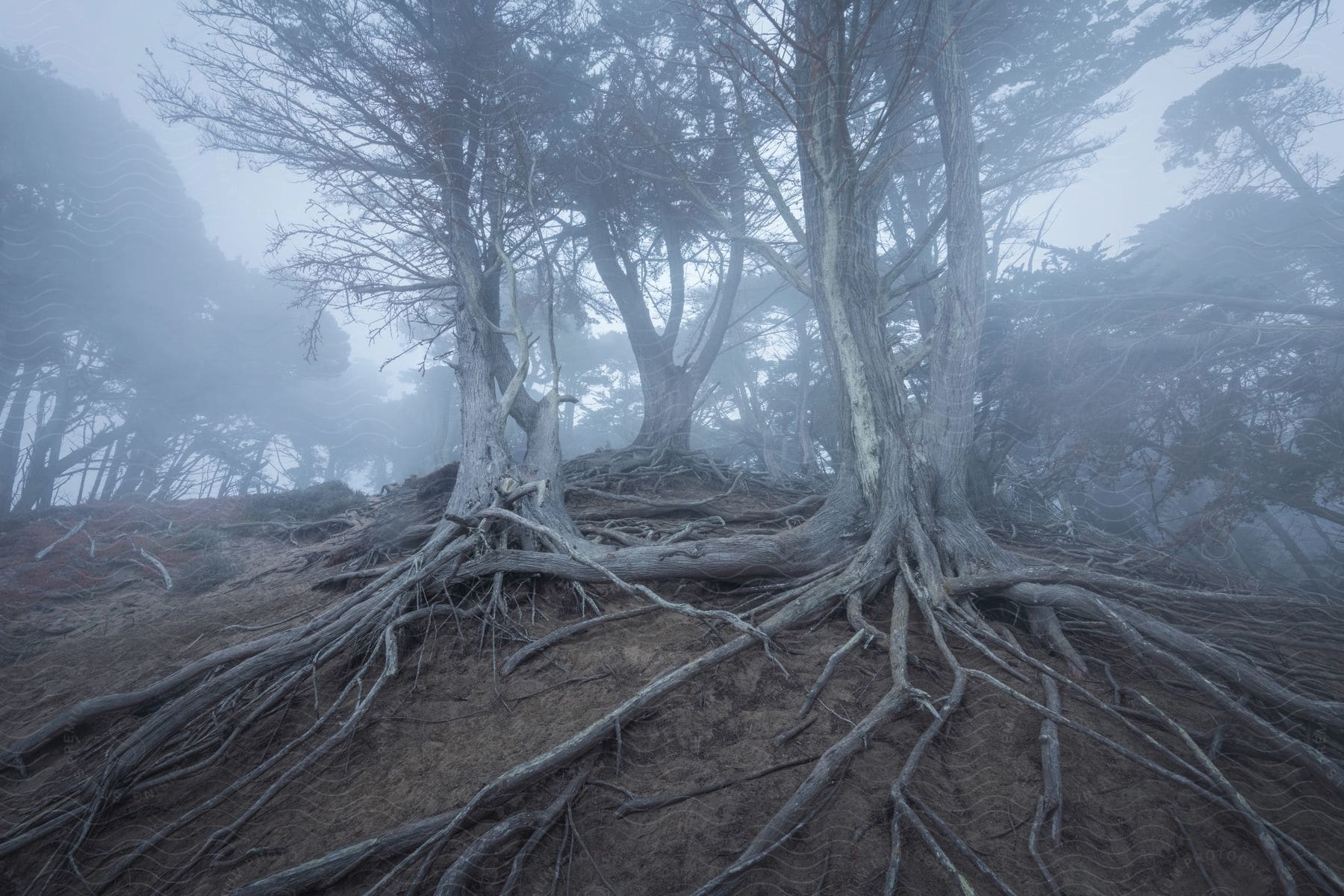 Trees with above ground roots in a hazy forest