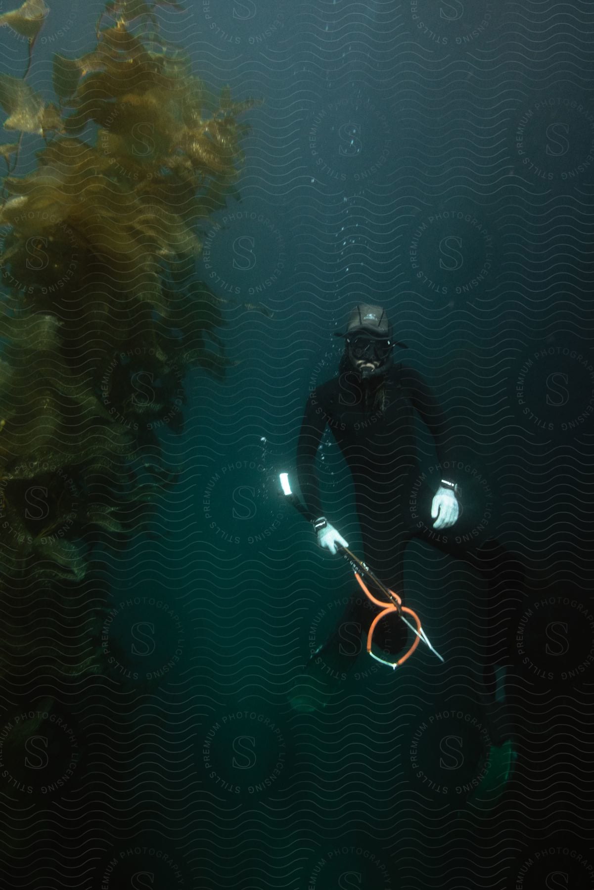 A diver underwater in the ocean holds a speargun next to a large algae plant