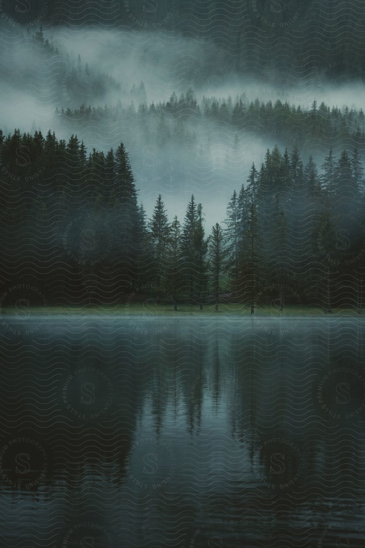 Dense fog envelops the forest along the shoreline of a lake