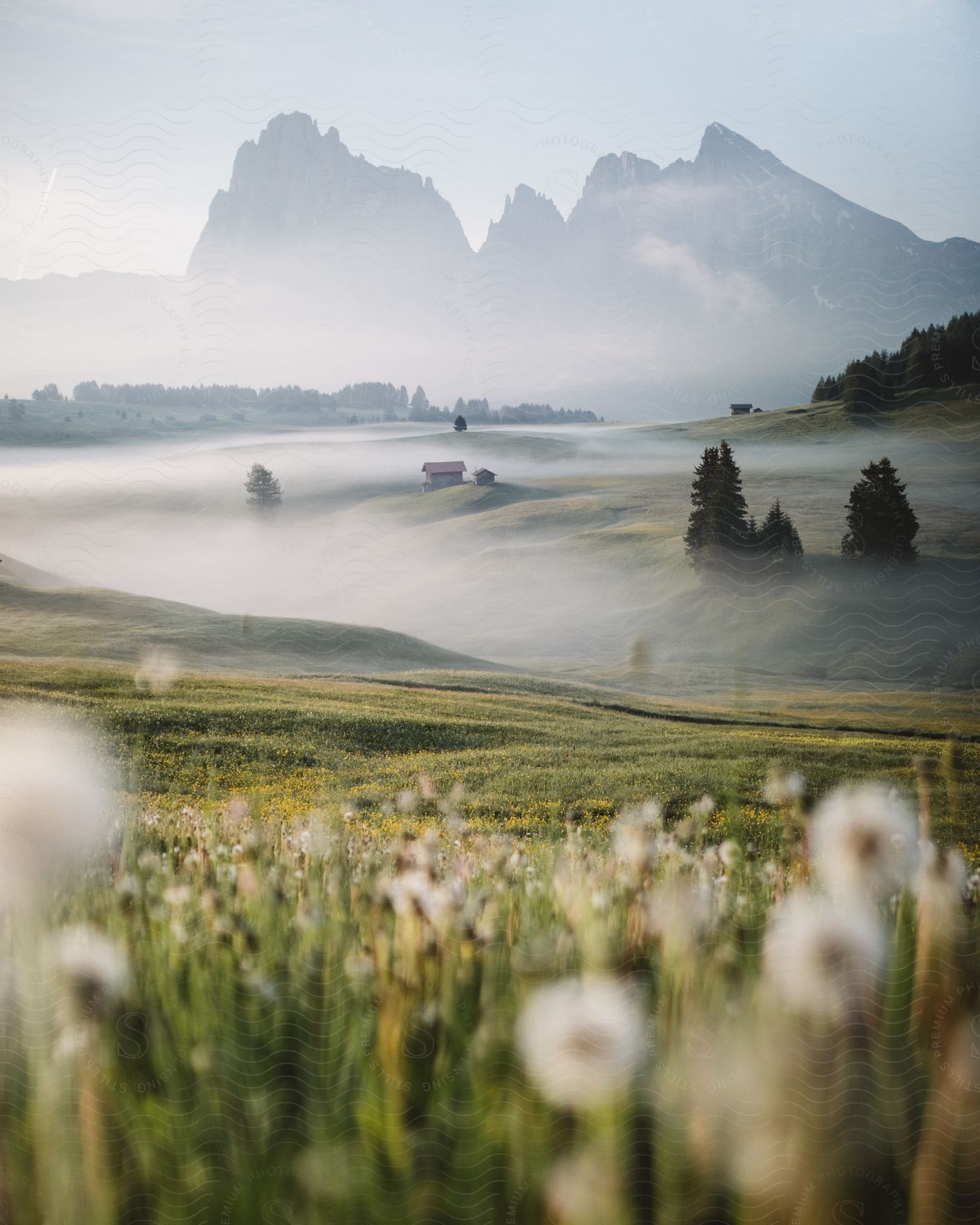 Alpine meadows in south tyrol italy with wildflowers cabins and thick fog in the countryside