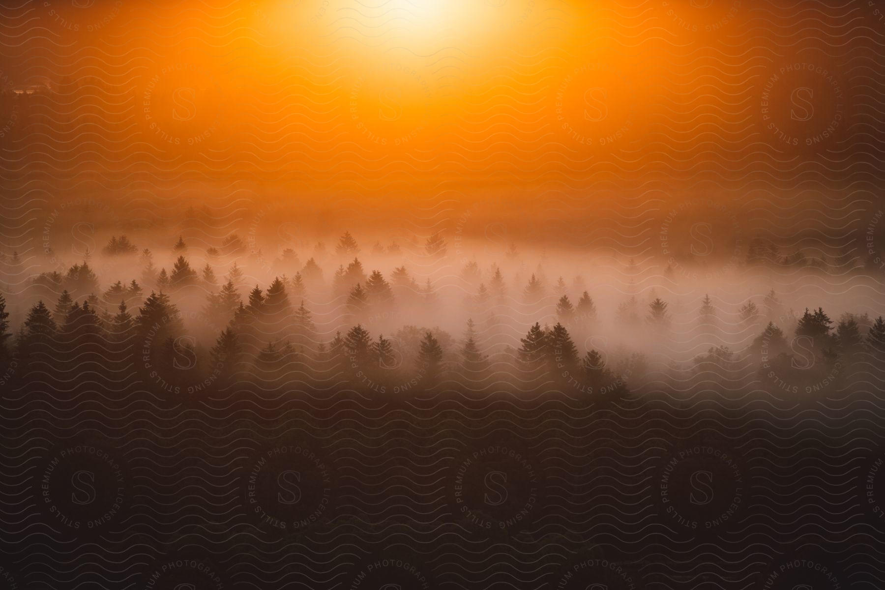 Stock photo of mist covers the treetops of a forest as the sun shines brightly overhead