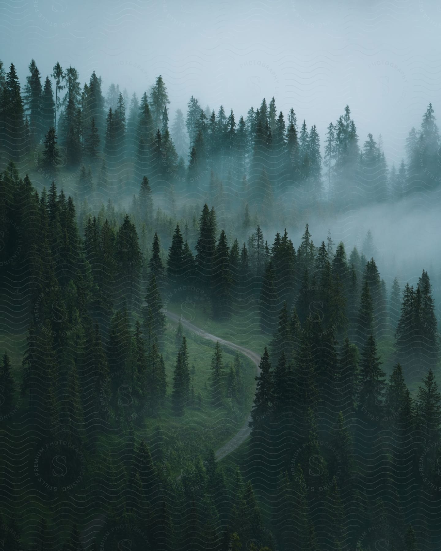 A road on a grass covered hill leads into a foggy forest