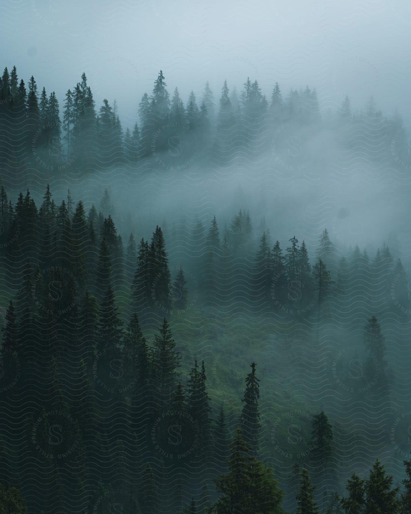 Thick fog rises from a forest on a mountainside