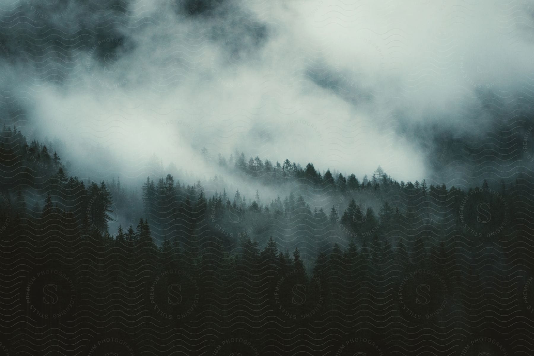 Thick fog rises from a mountain forest