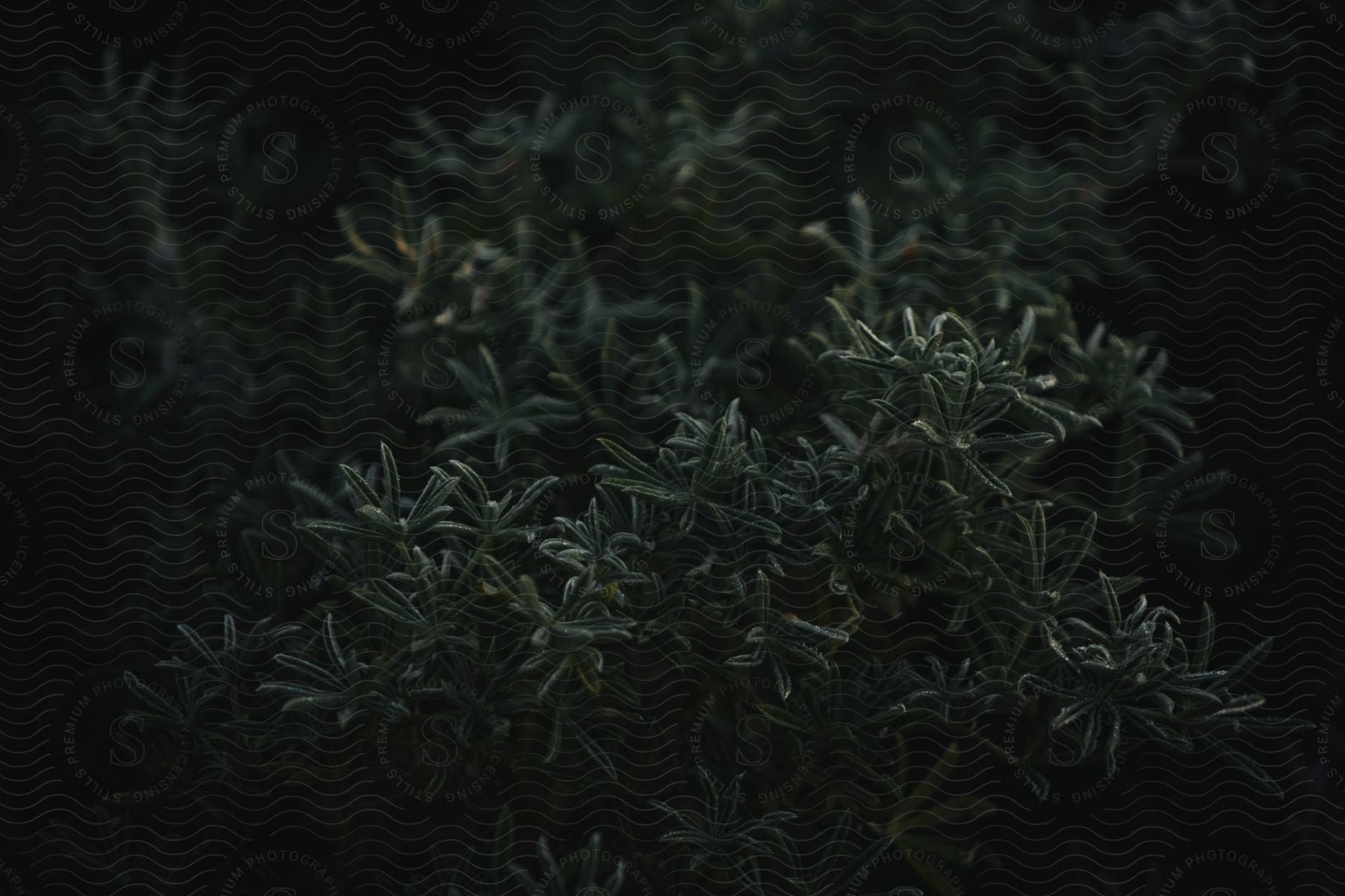 Stock photo of a black tree with green plants and twigs